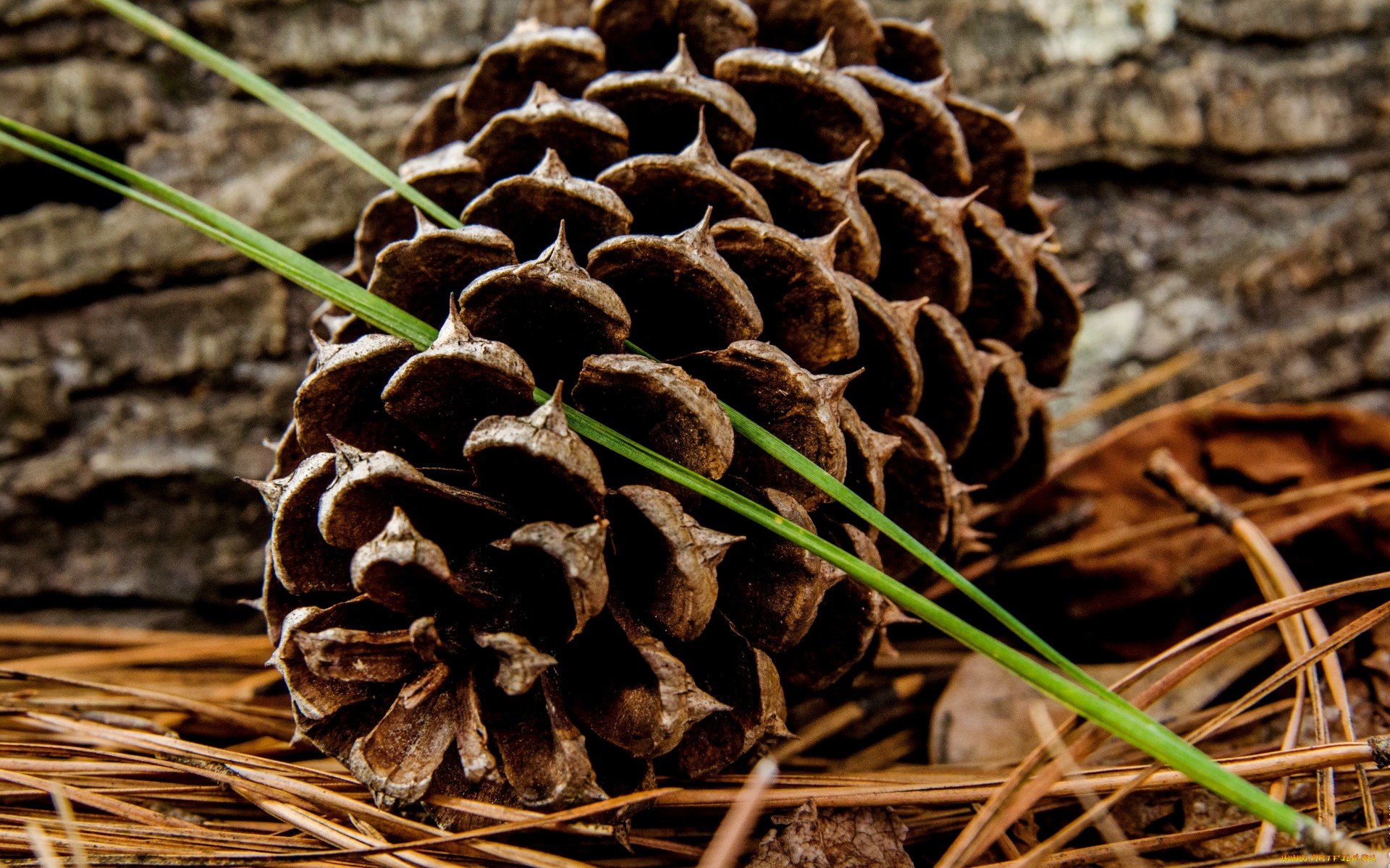 природа, шишки, , жёлуди, , каштаны, трава, размытость, шишка, стебельки