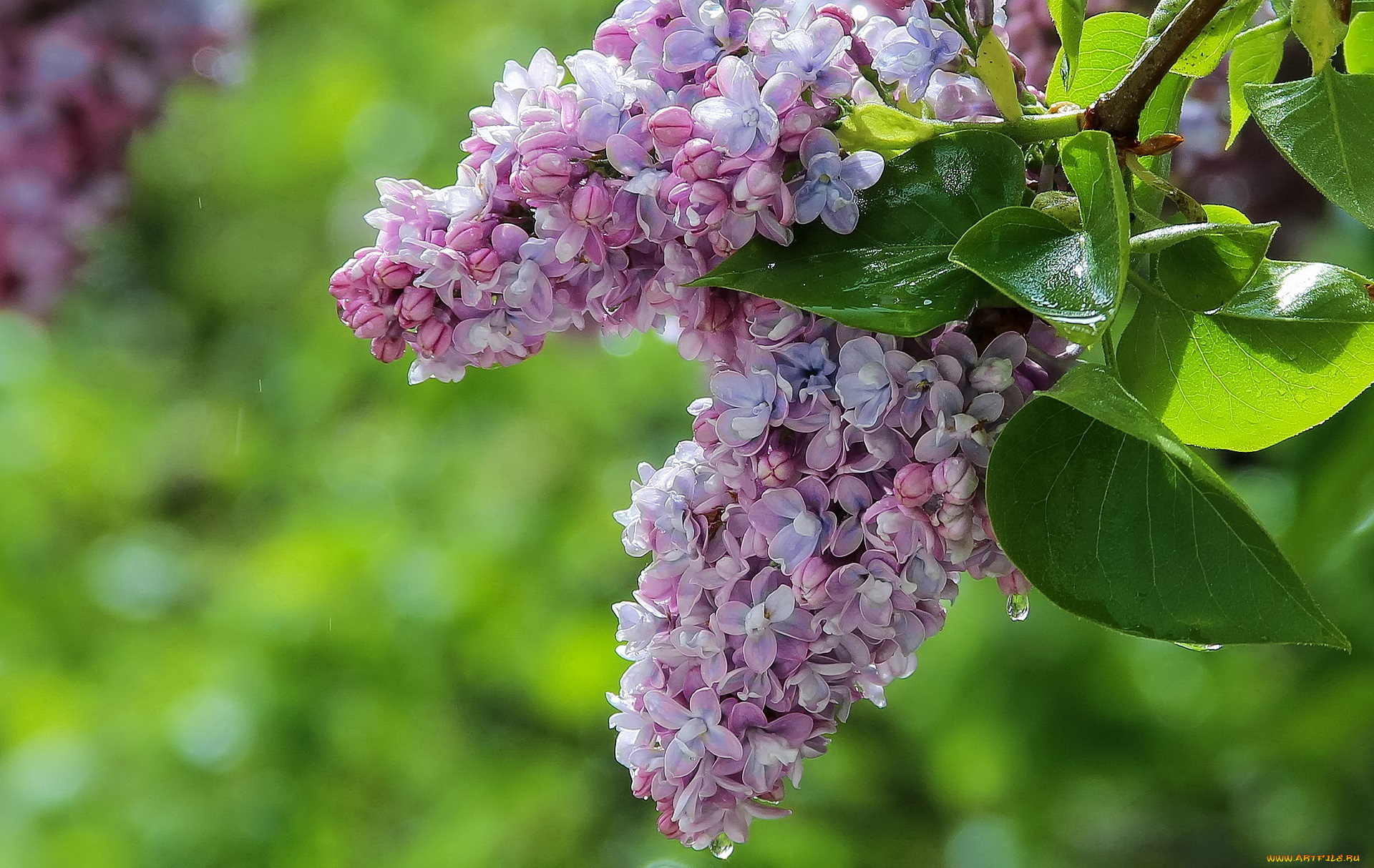 цветы, сирень, цветение, цветки, лепестки