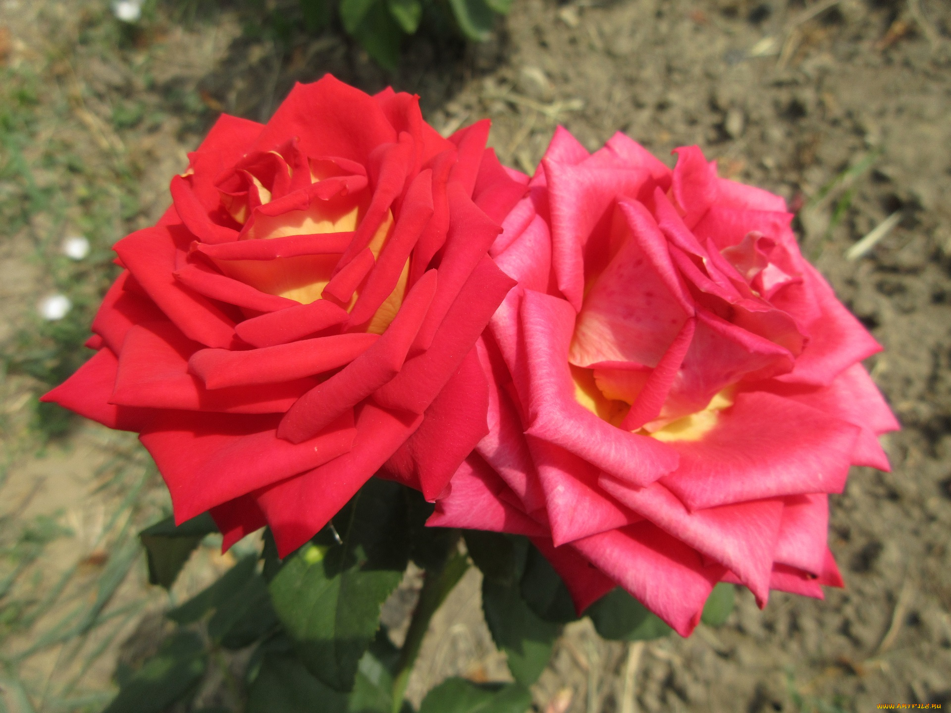 цветы, розы, красная, роза