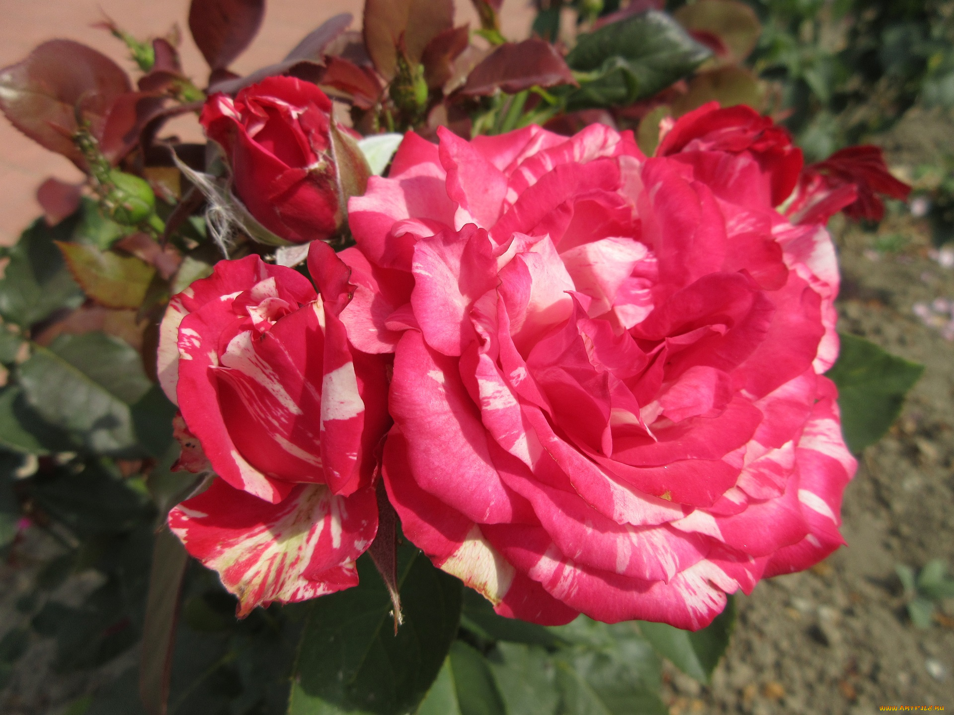 цветы, розы, красная, роза