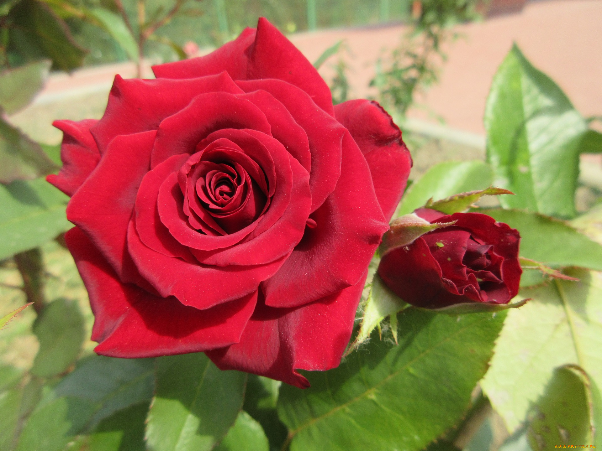 цветы, розы, красные