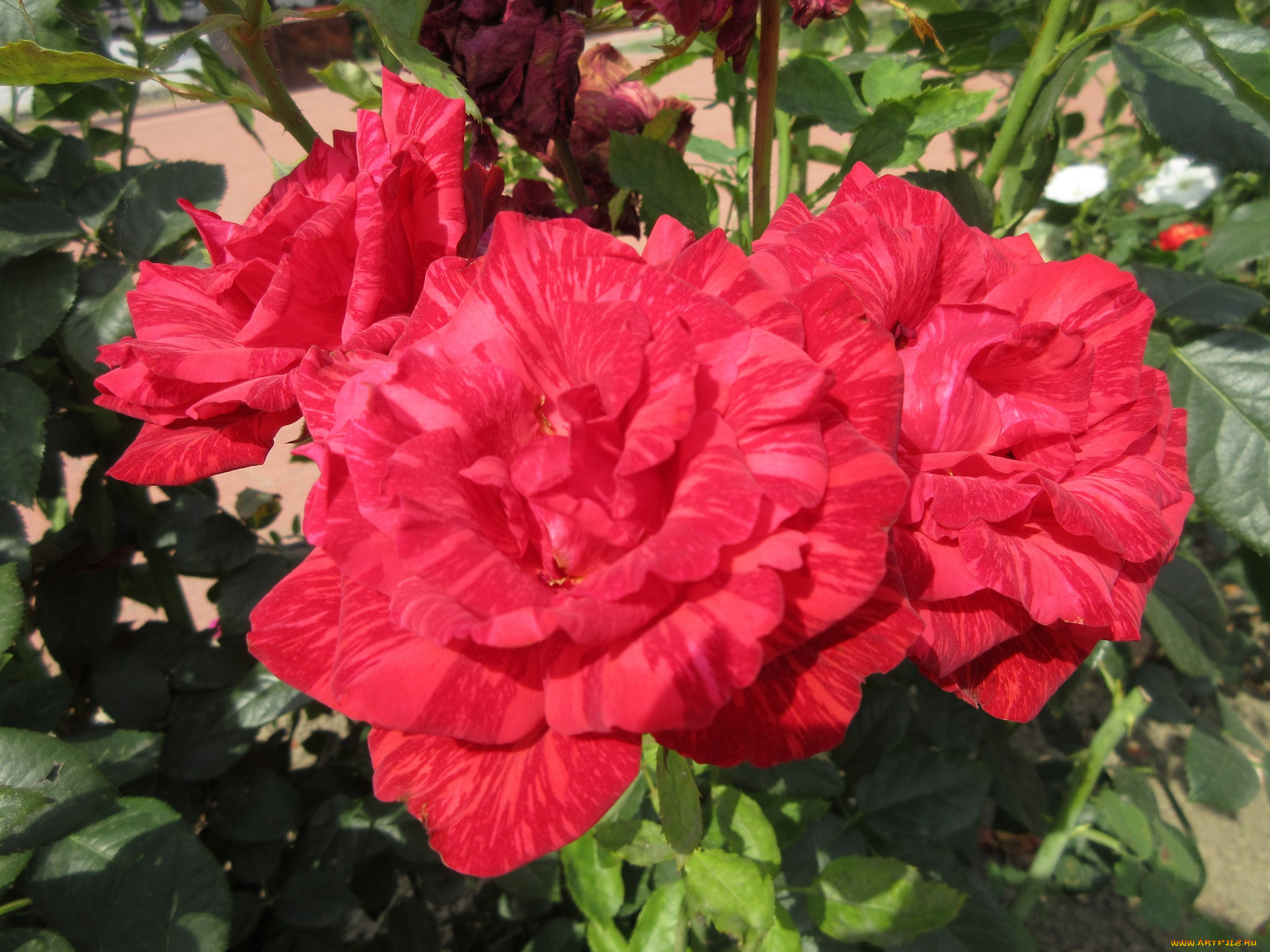 цветы, розы, красные