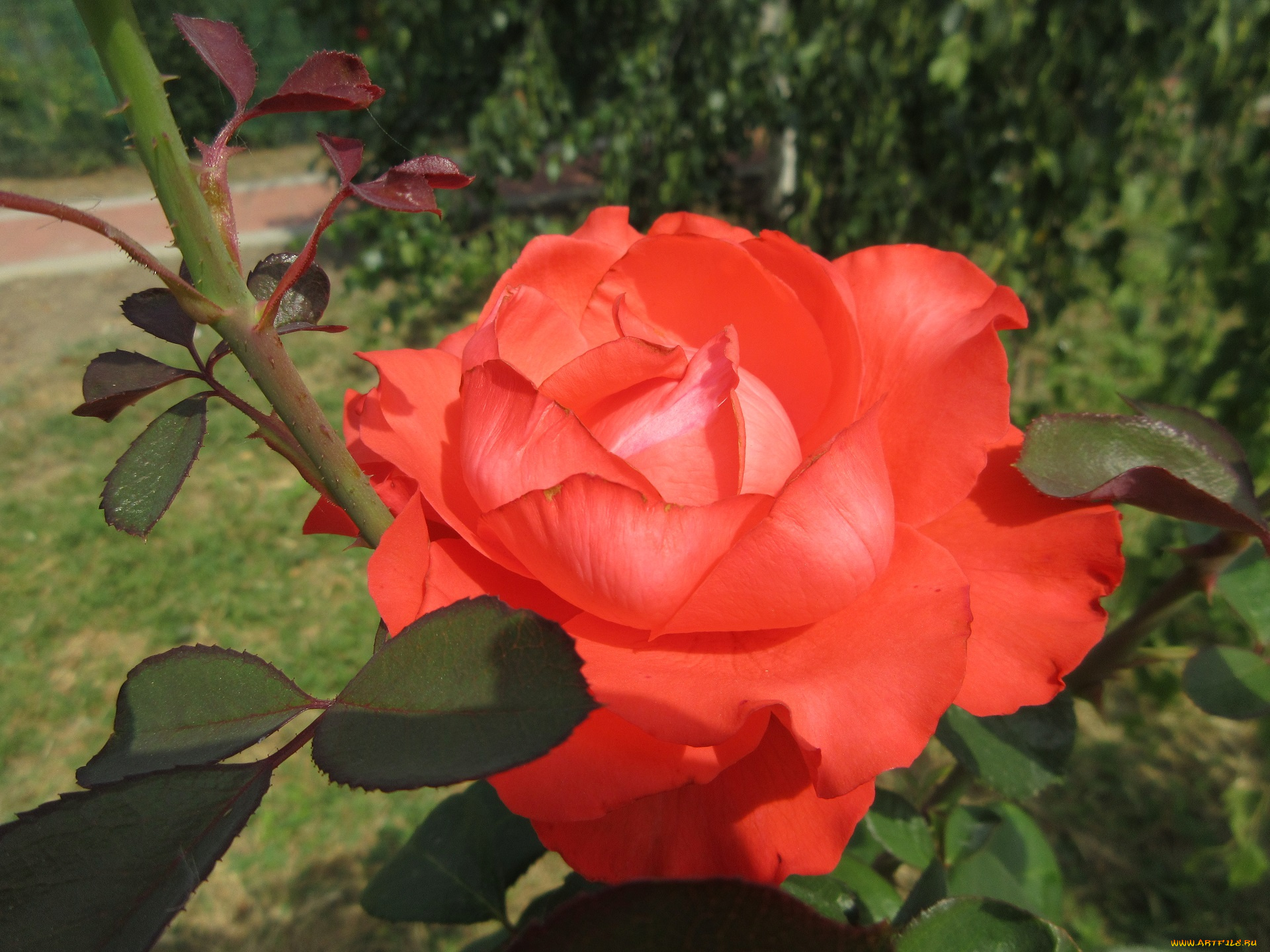 цветы, розы, оранжевая, роза