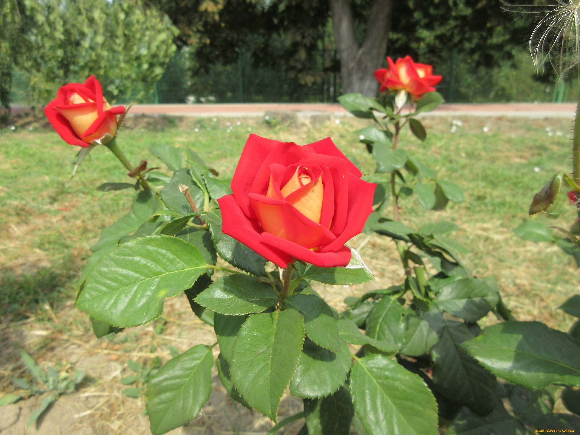 цветы, розы, роза, красная