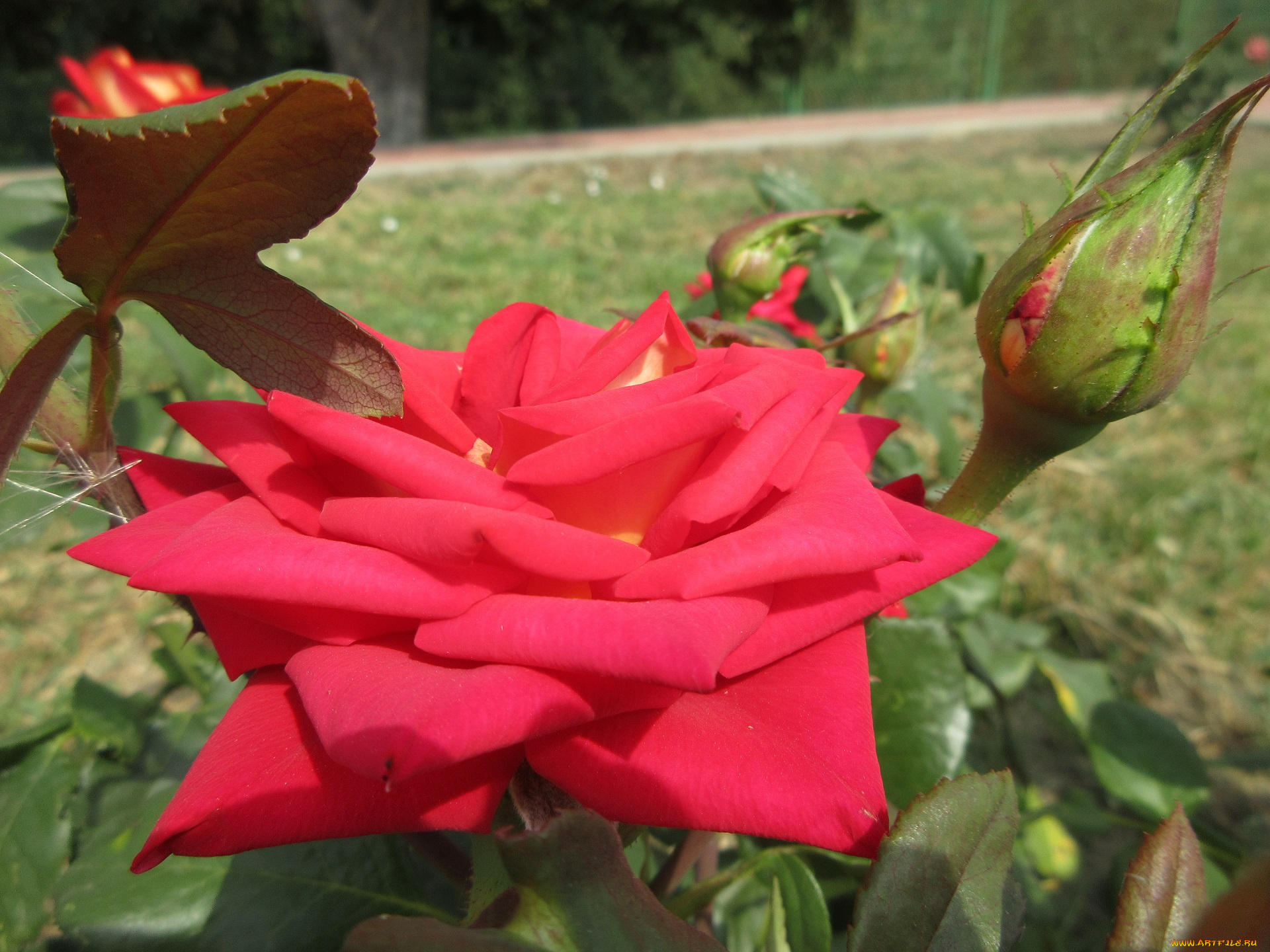 цветы, розы, роза, красная