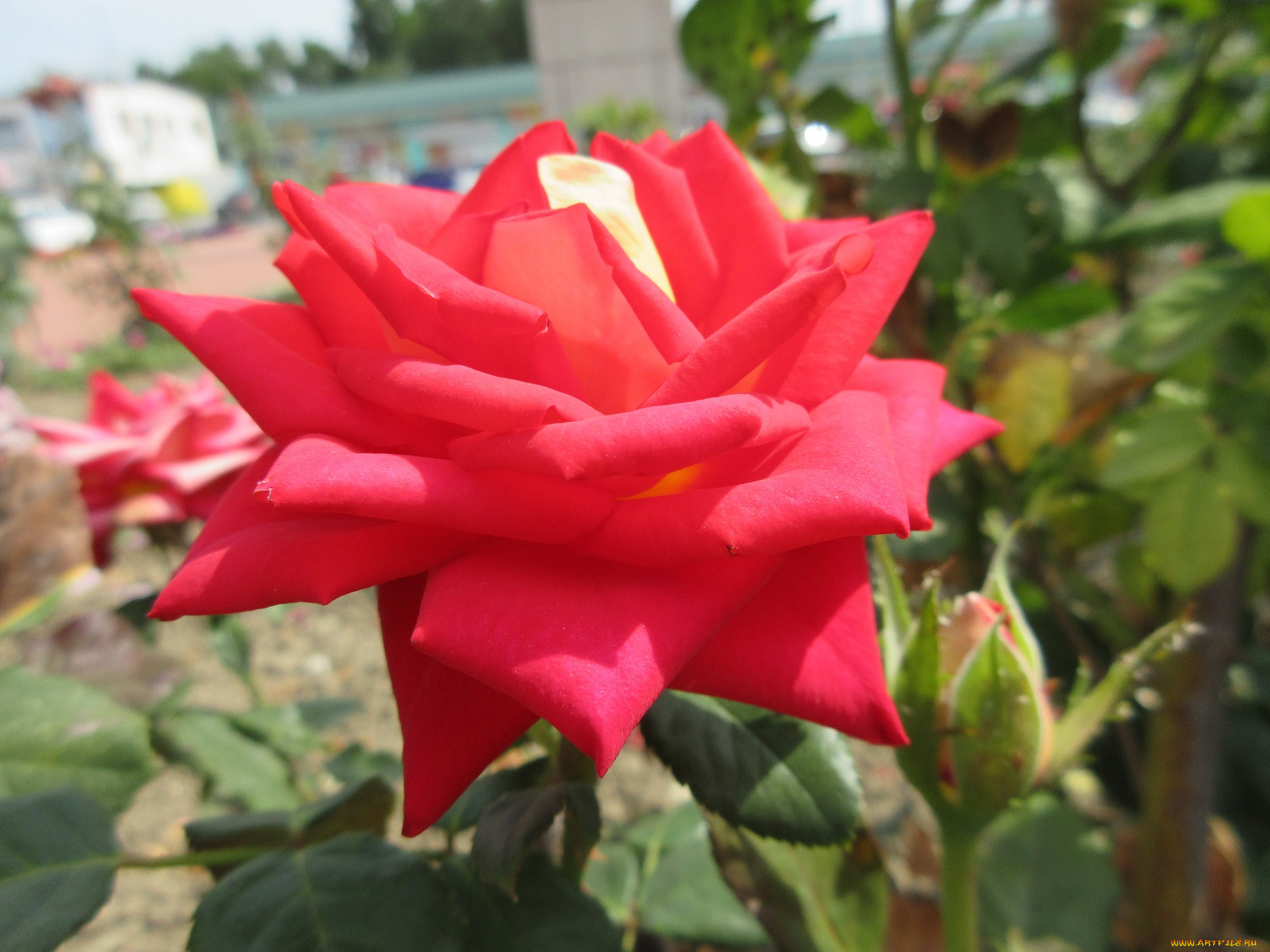 цветы, розы, роза, красная