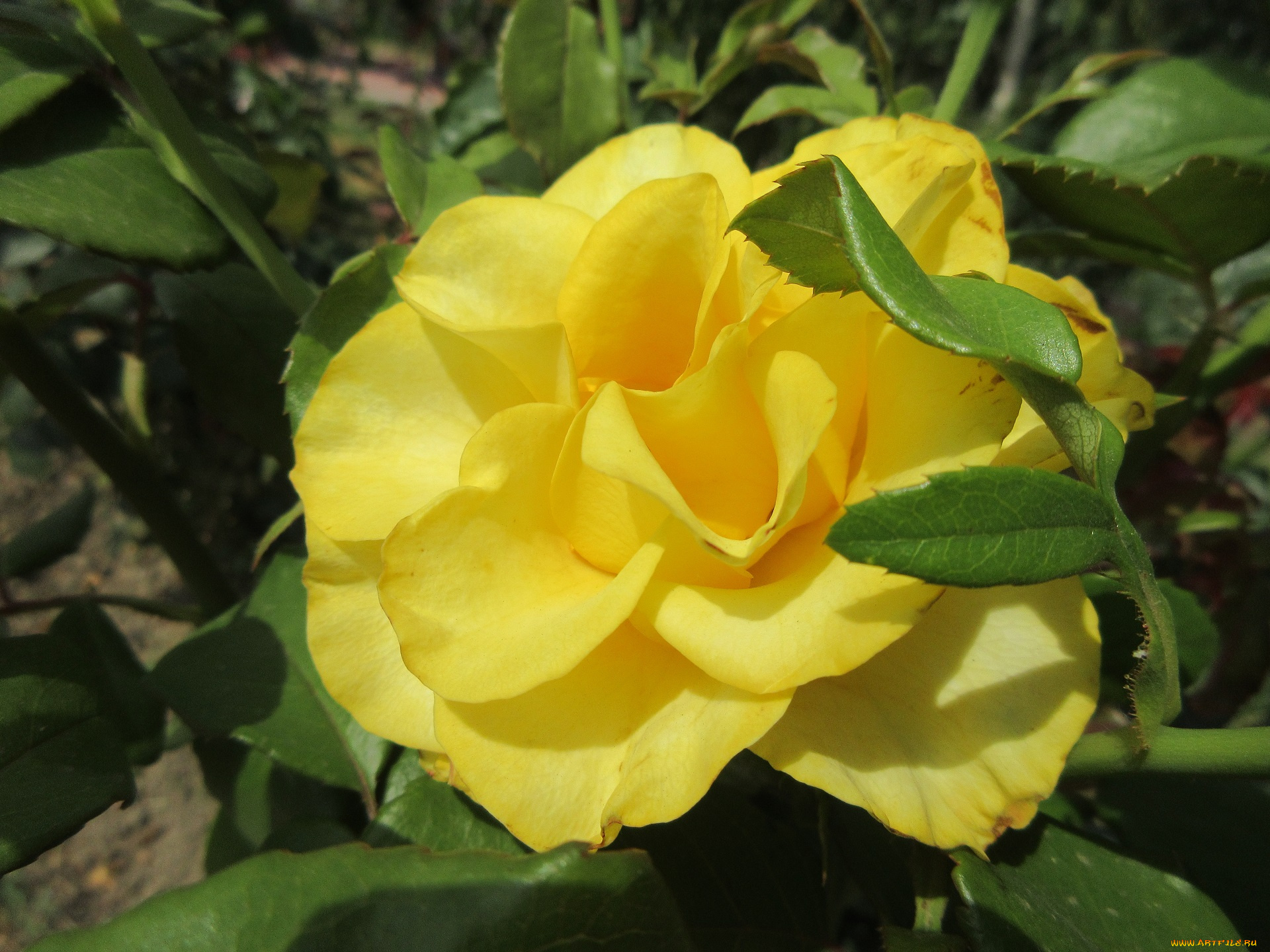 цветы, розы, роза, жёлтая