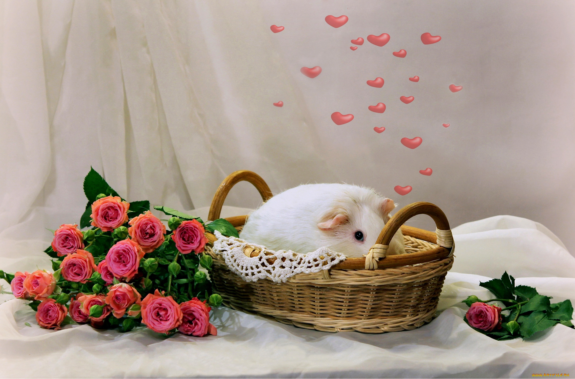 животные, морские, свинки, , хомяки, композиция, зима, морские, свинки, февраль, розы