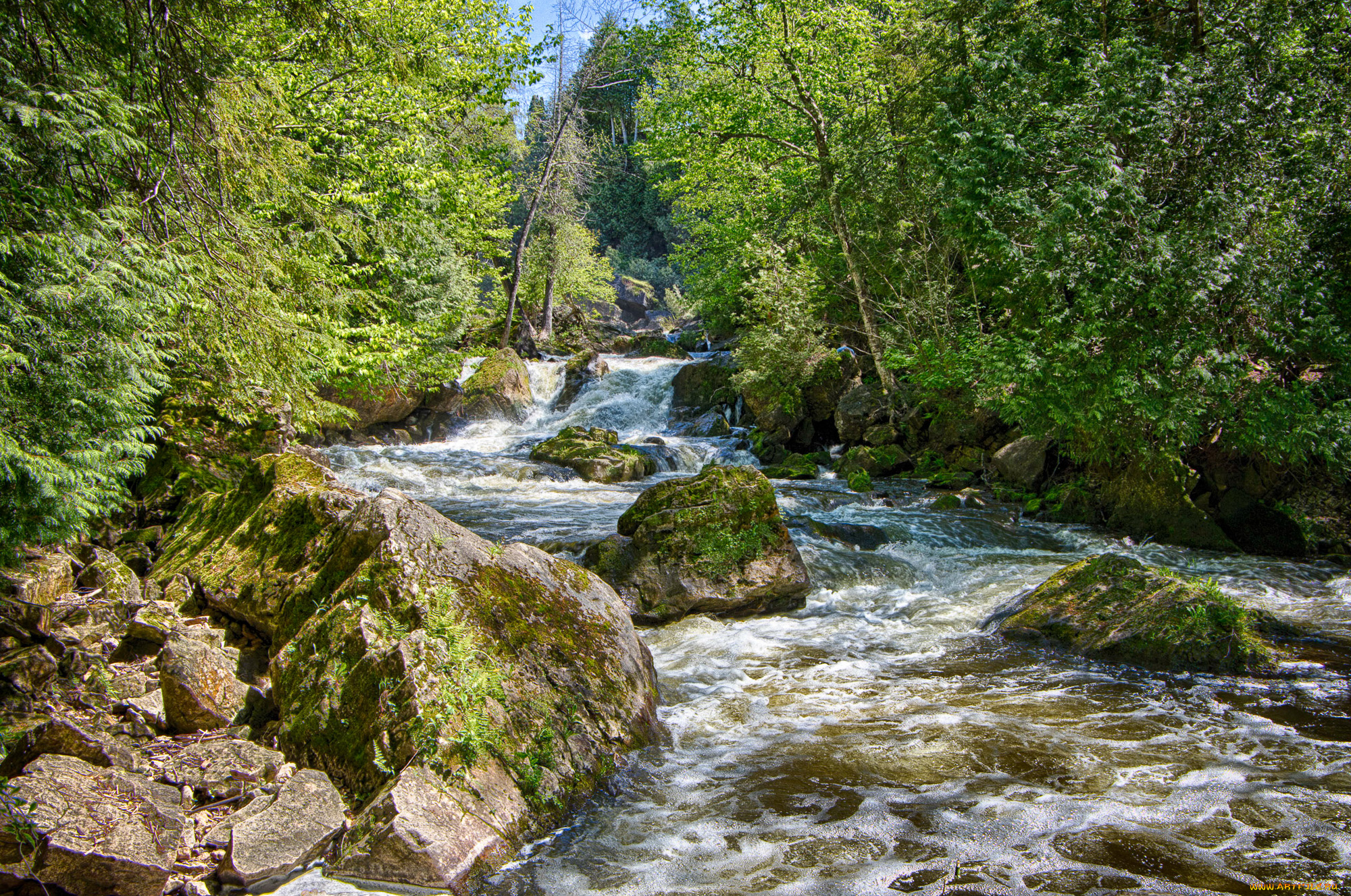 природа, реки, озера, река, лес