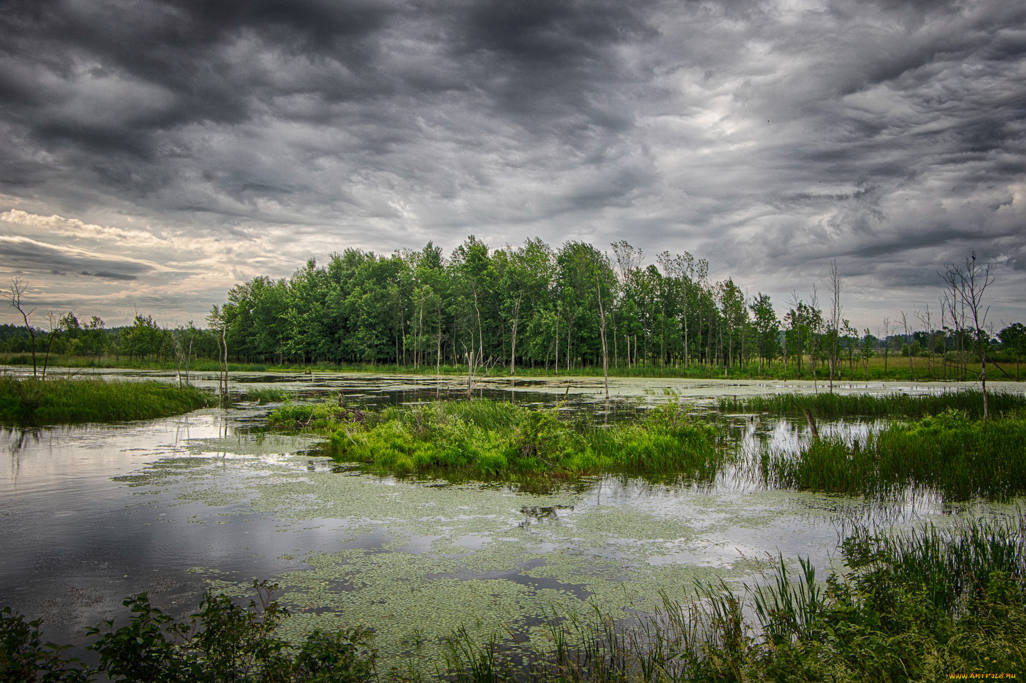 природа, реки, озера, река, лес