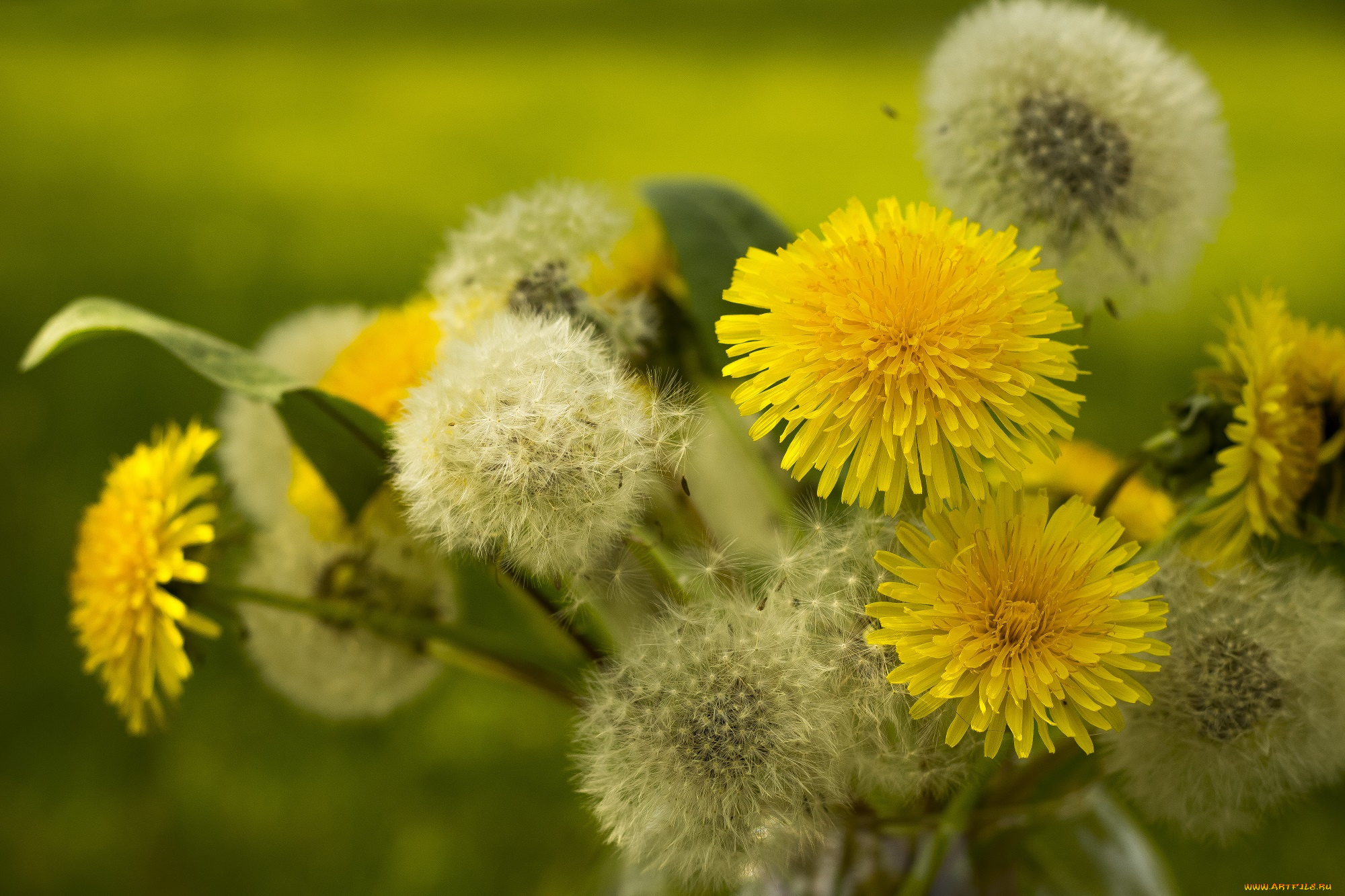 цветы, одуванчики, желтый, цветение