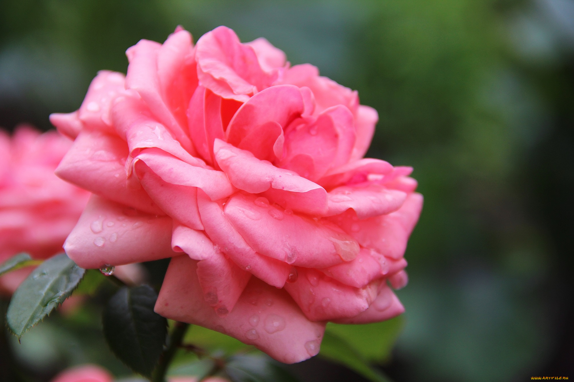 цветы, розы, роза, бутон, лепестки, листья, цветение, rose, bud, petals, leaves, blossoms