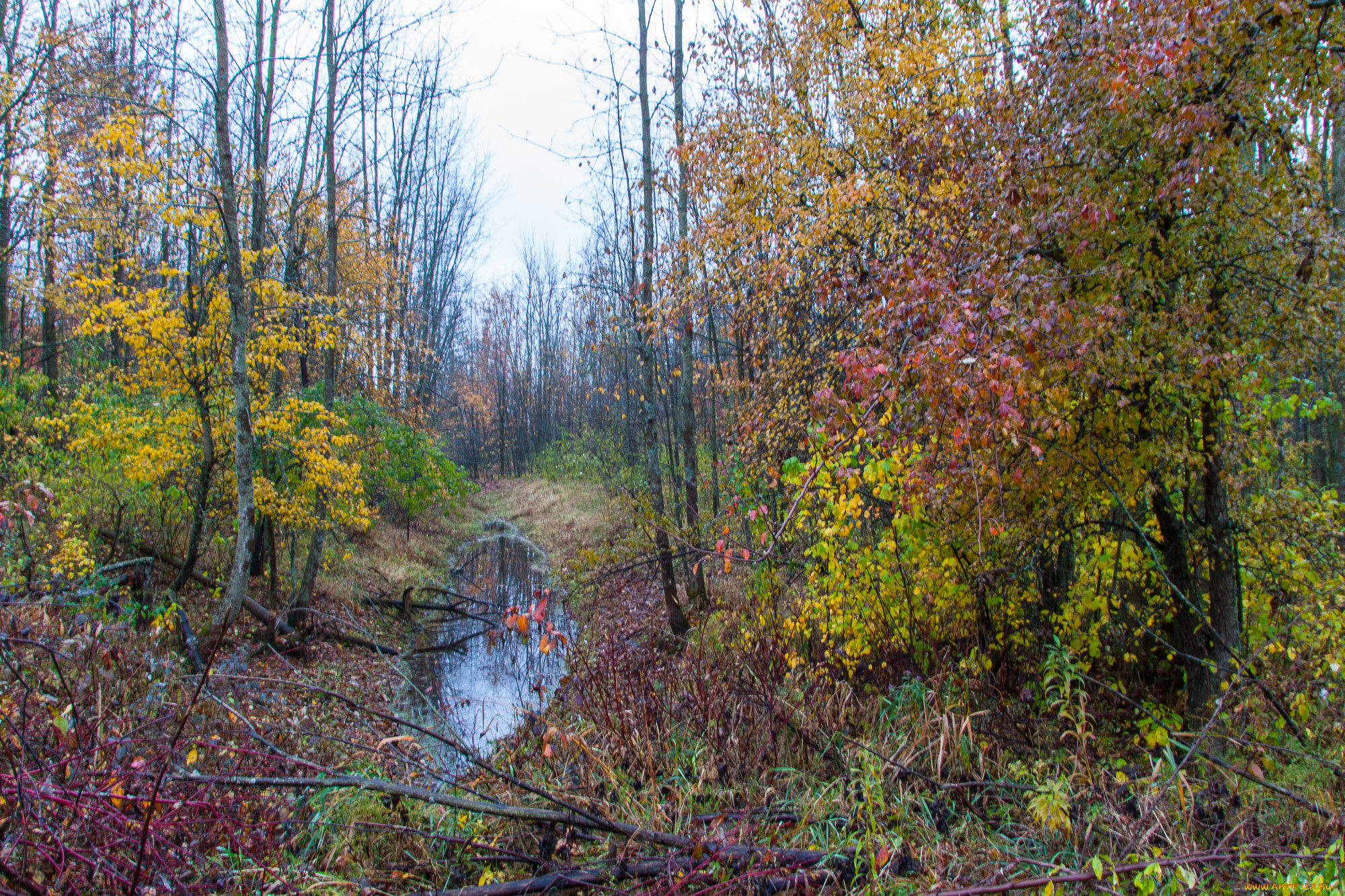 природа, лес, деревья