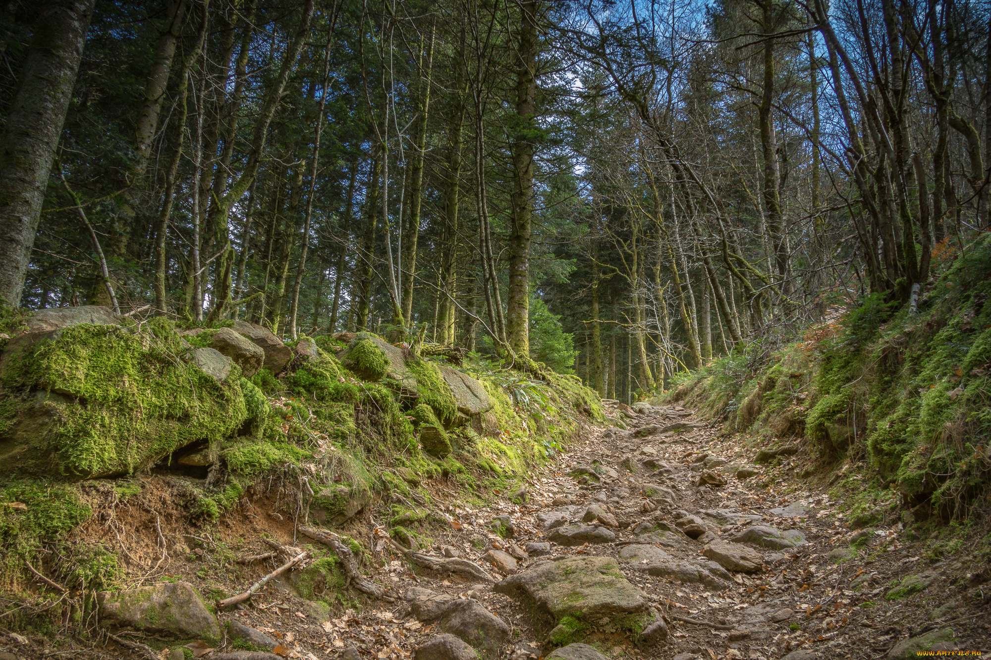 природа, лес, деревья