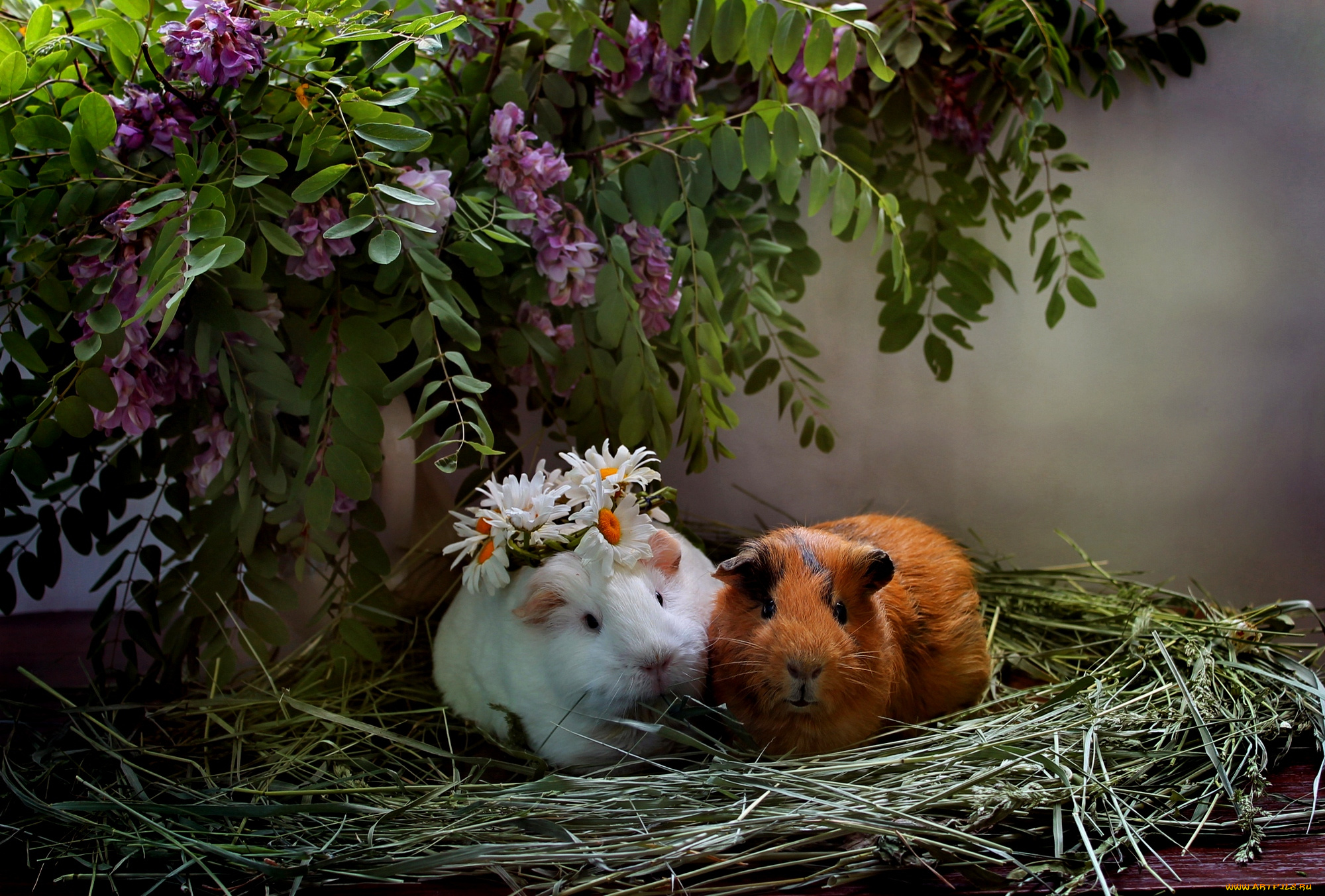 животные, морские, свинки, , хомяки, июнь, ромашки, морские, свинки, лето, сено, композиция