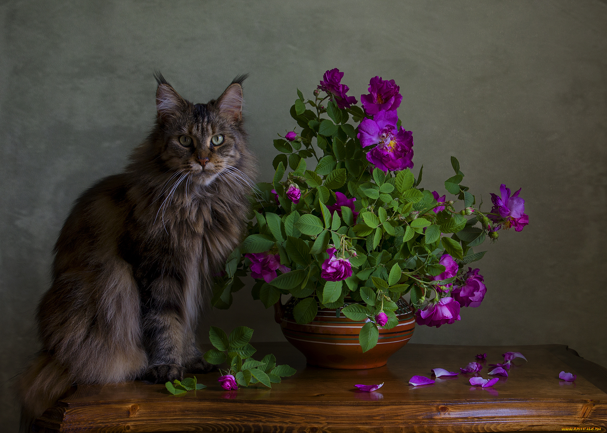 животные, коты, стол, ева, вечер, розы