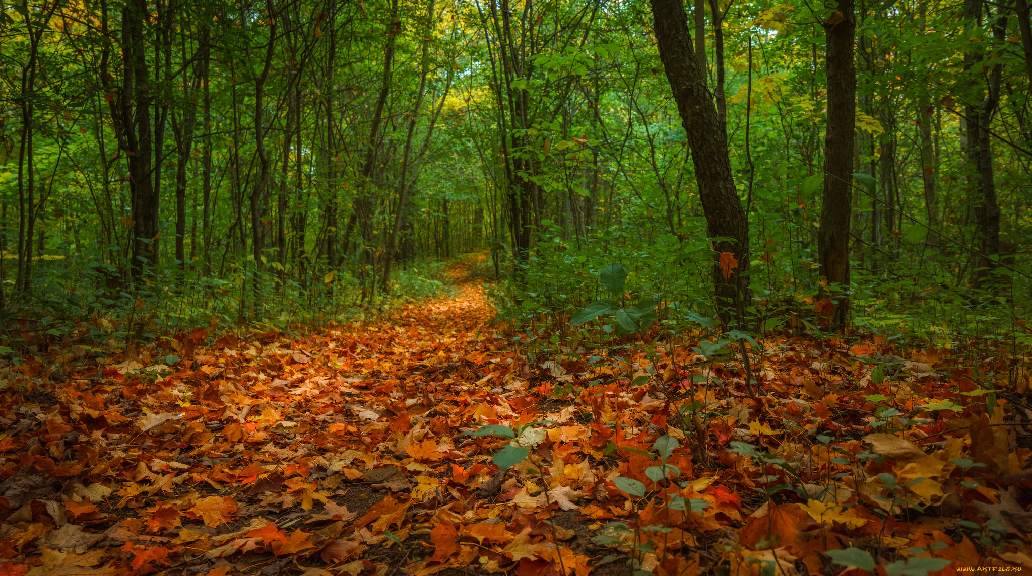 природа, лес, деревья