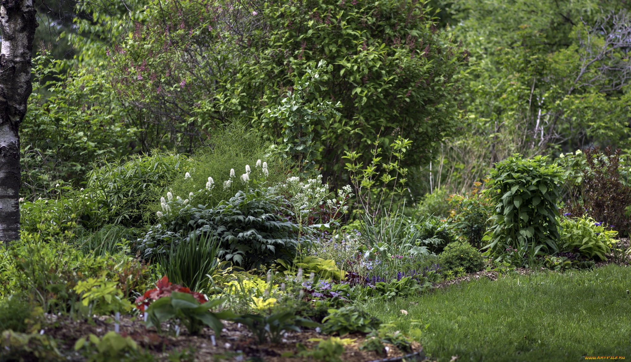 природа, лес, деревья