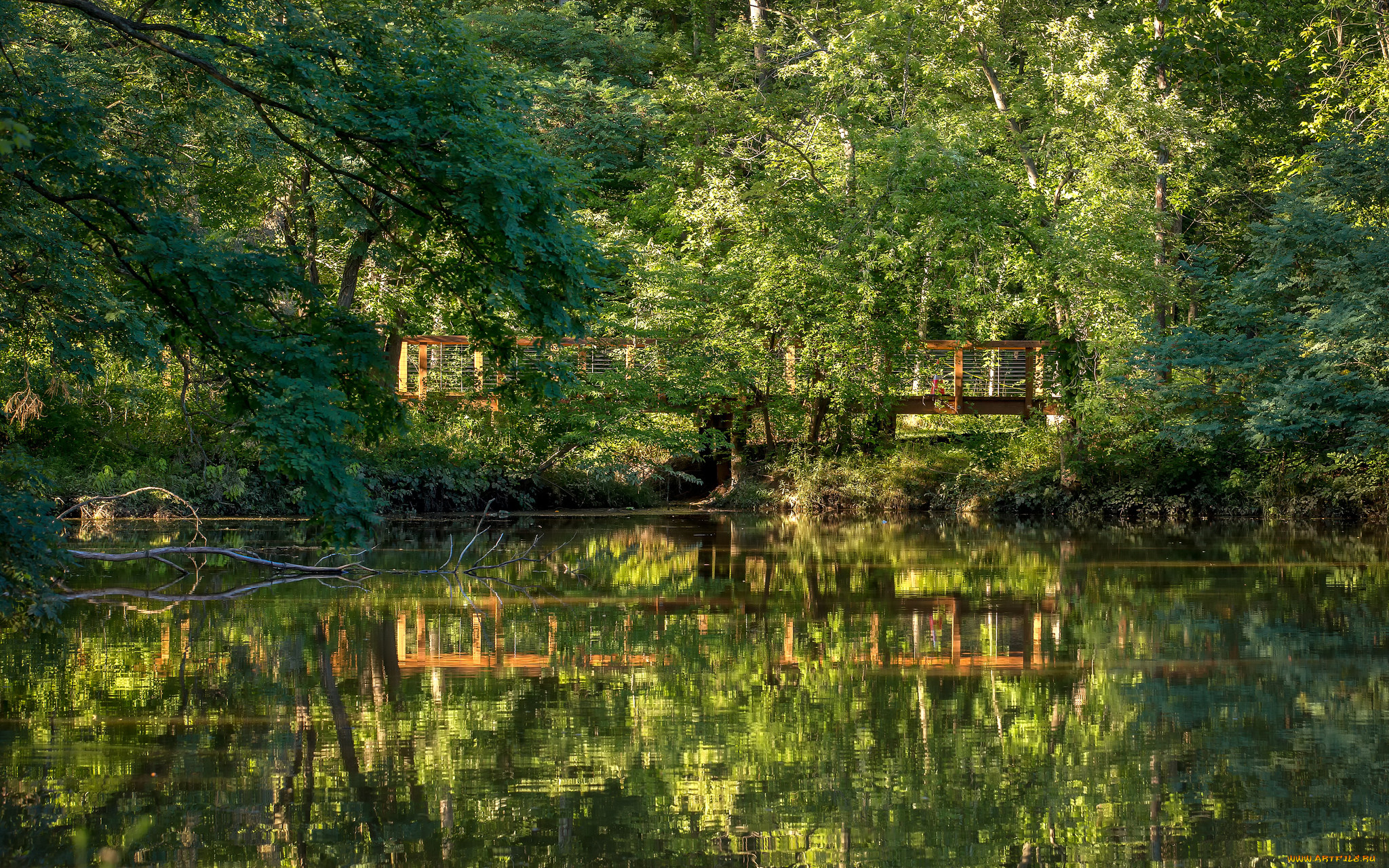 природа, реки, озера, река, лес