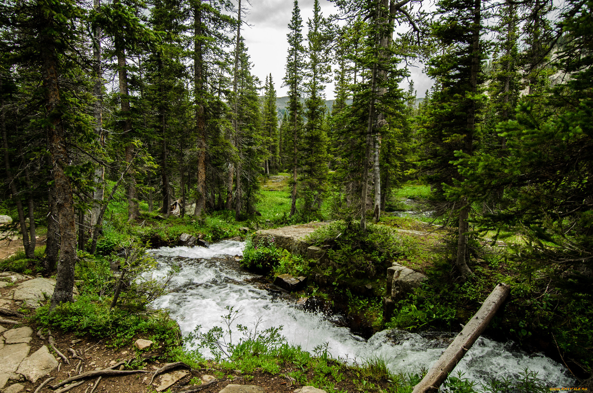 природа, реки, озера, река, лес