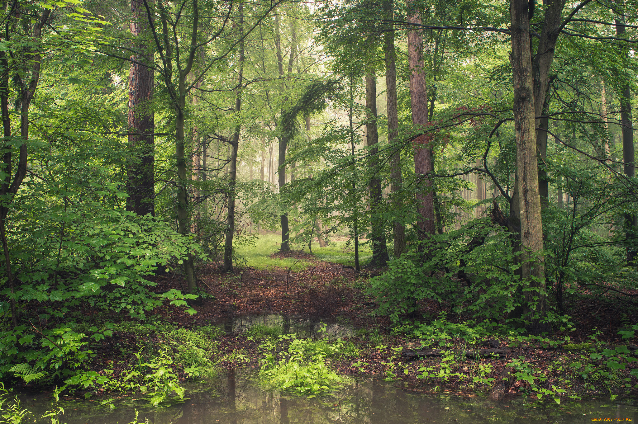 природа, лес, деревья