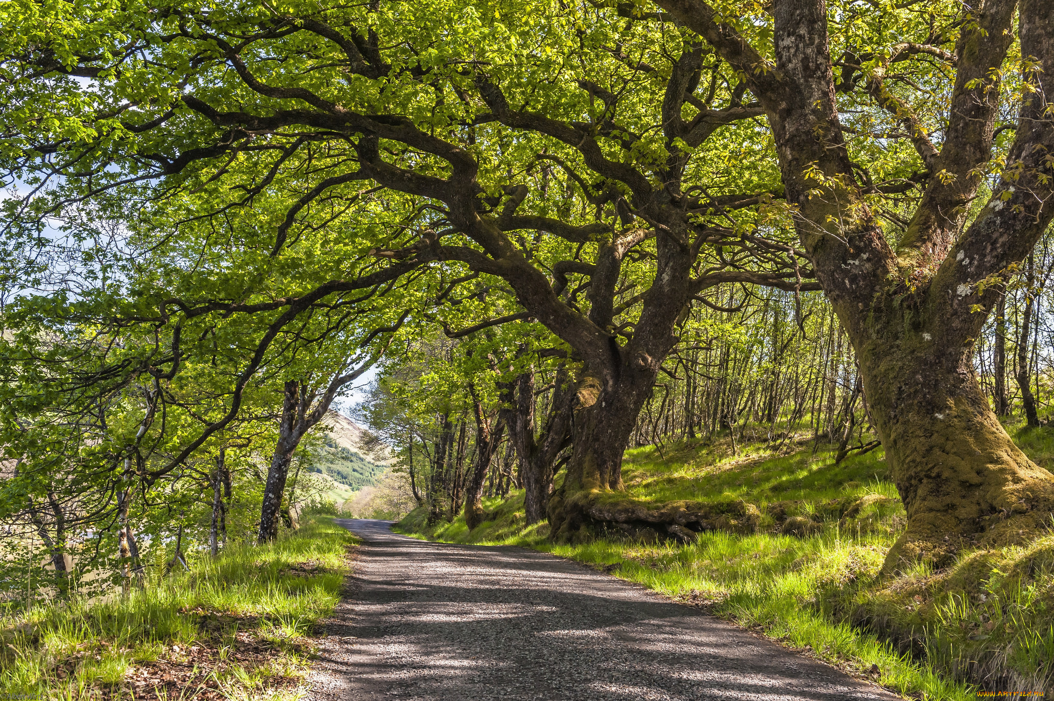 природа, дороги, река, лес