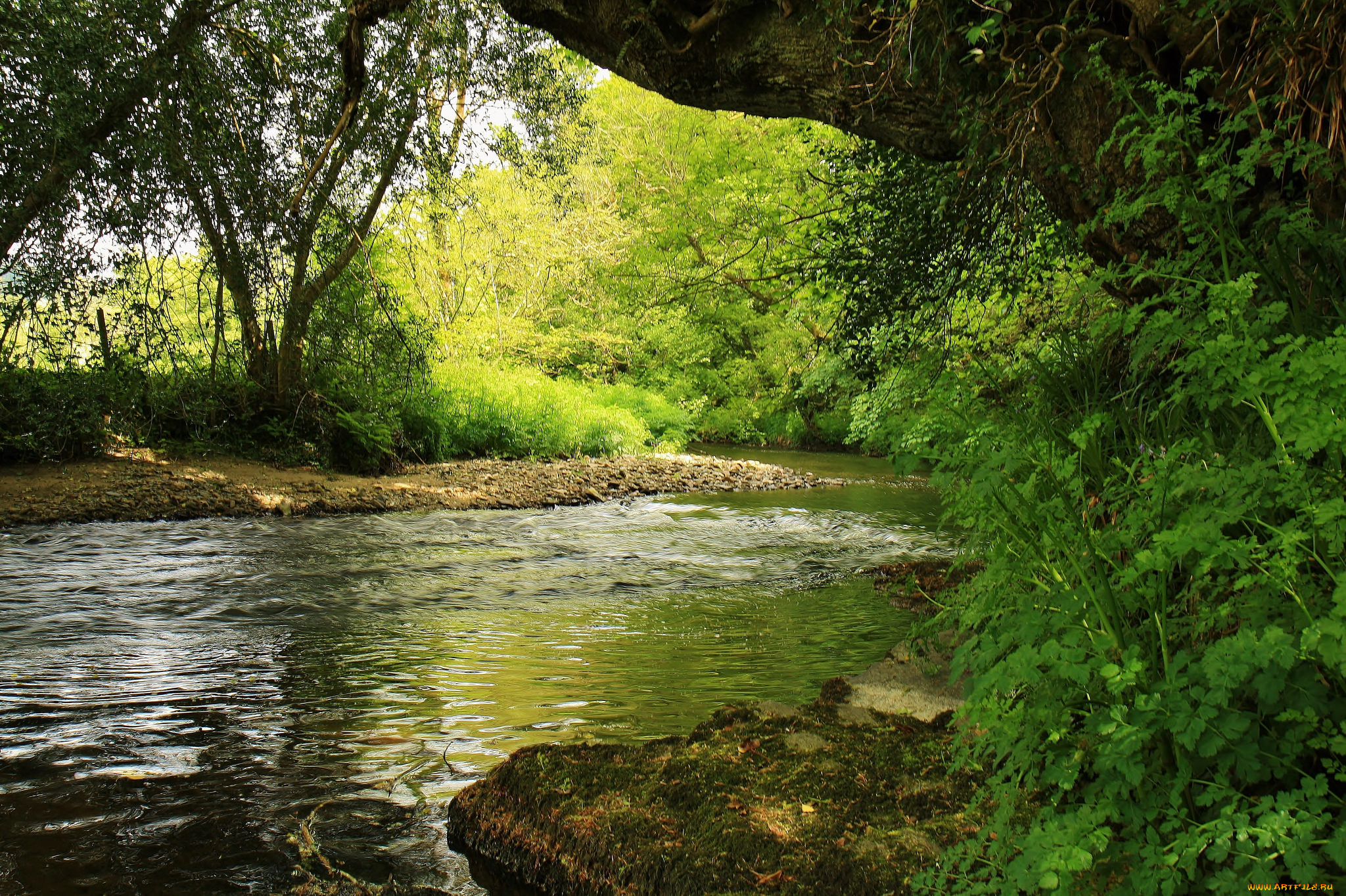 природа, реки, озера, лес, река