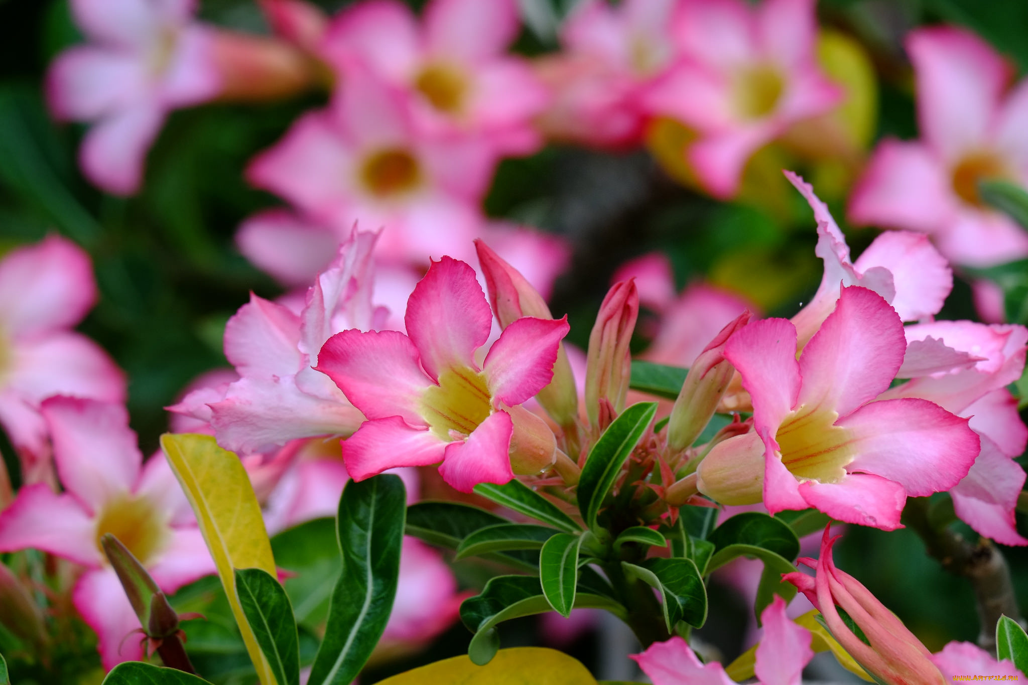 цветы, адениум, , мандевилла, пустынная, роза