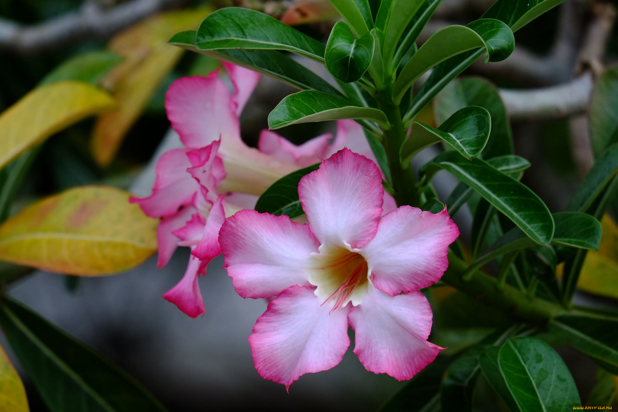 цветы, адениум, , мандевилла, роза, пустынная