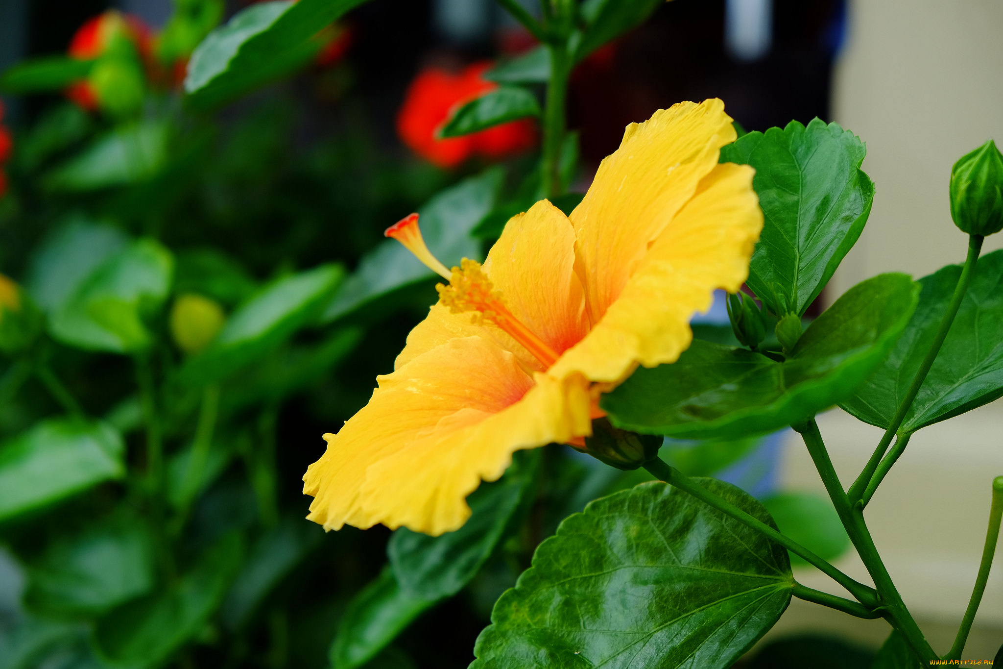 цветы, гибискусы, гибискус, листики, цветение, тычинка