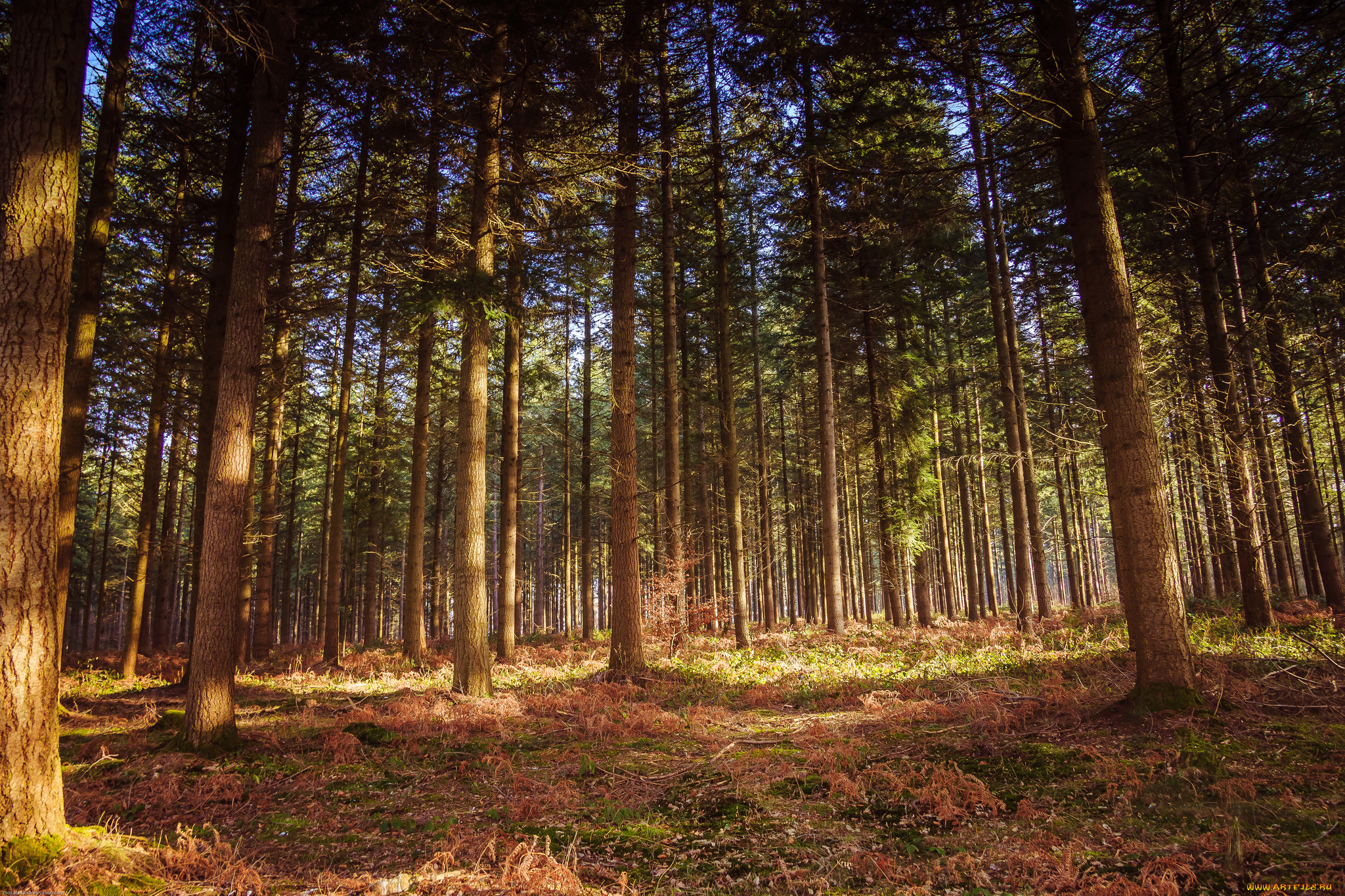 природа, лес, деревья