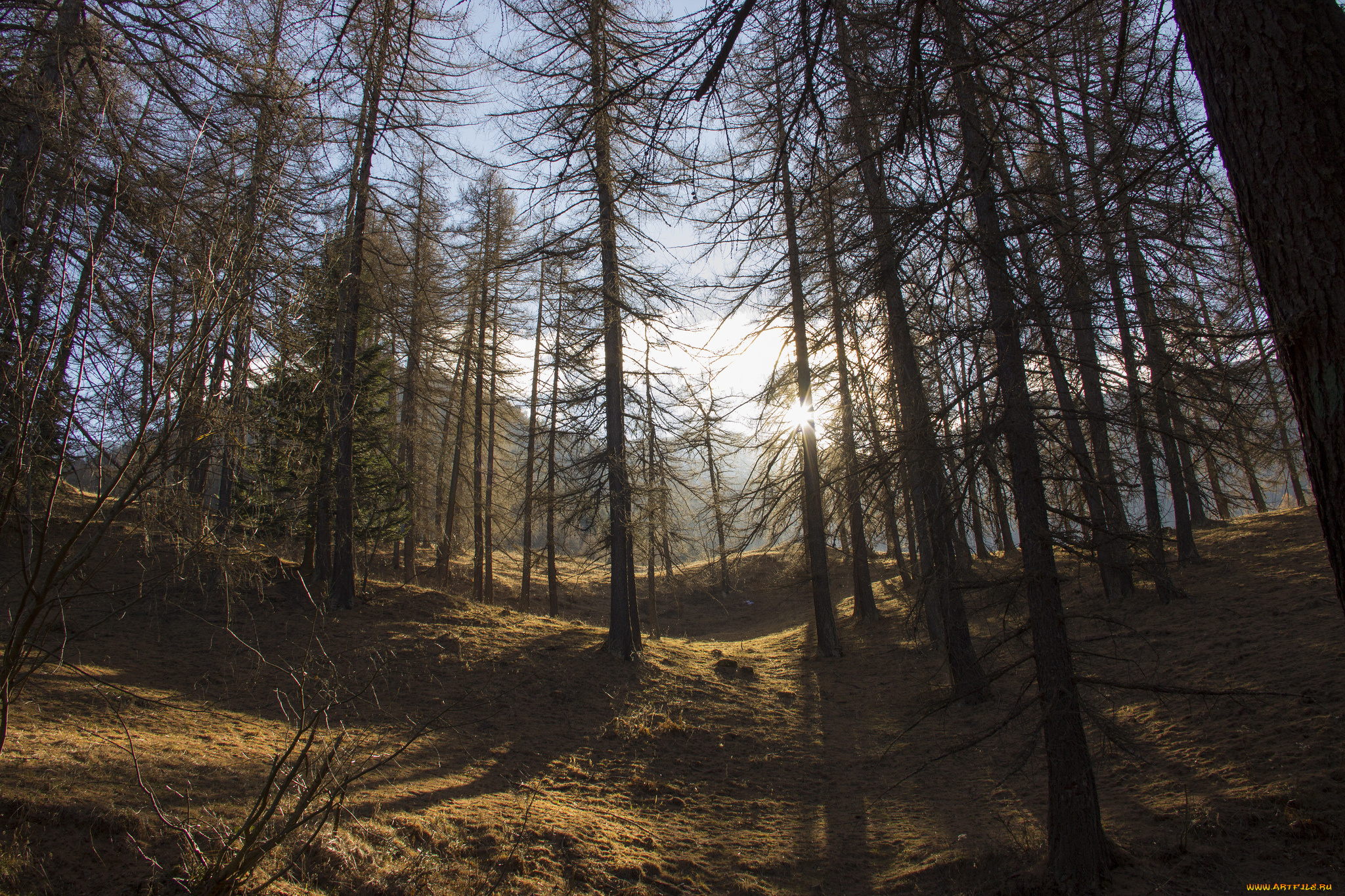 природа, лес, деревья