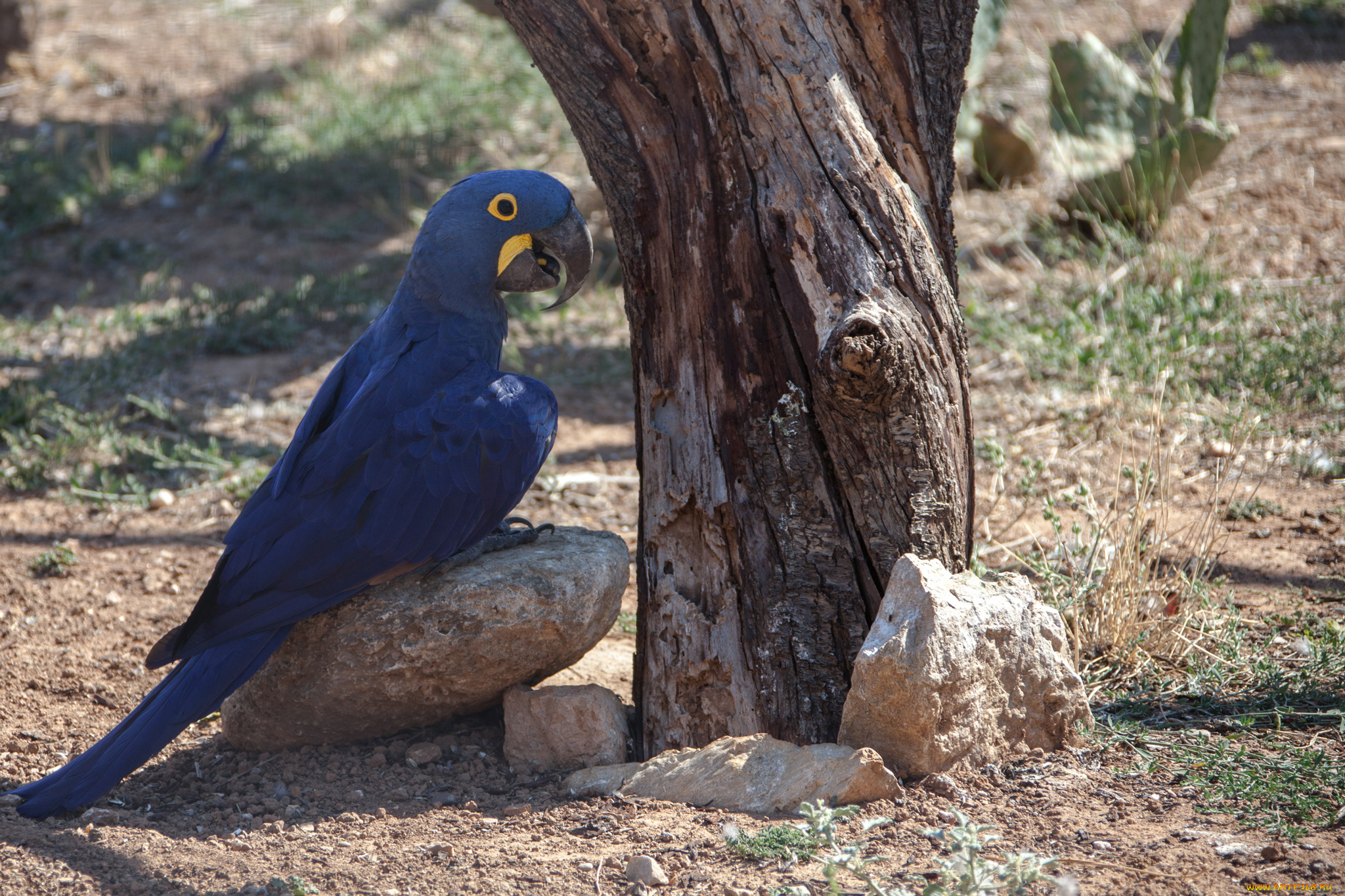 животные, попугаи, окрас, попугай, перья, птица