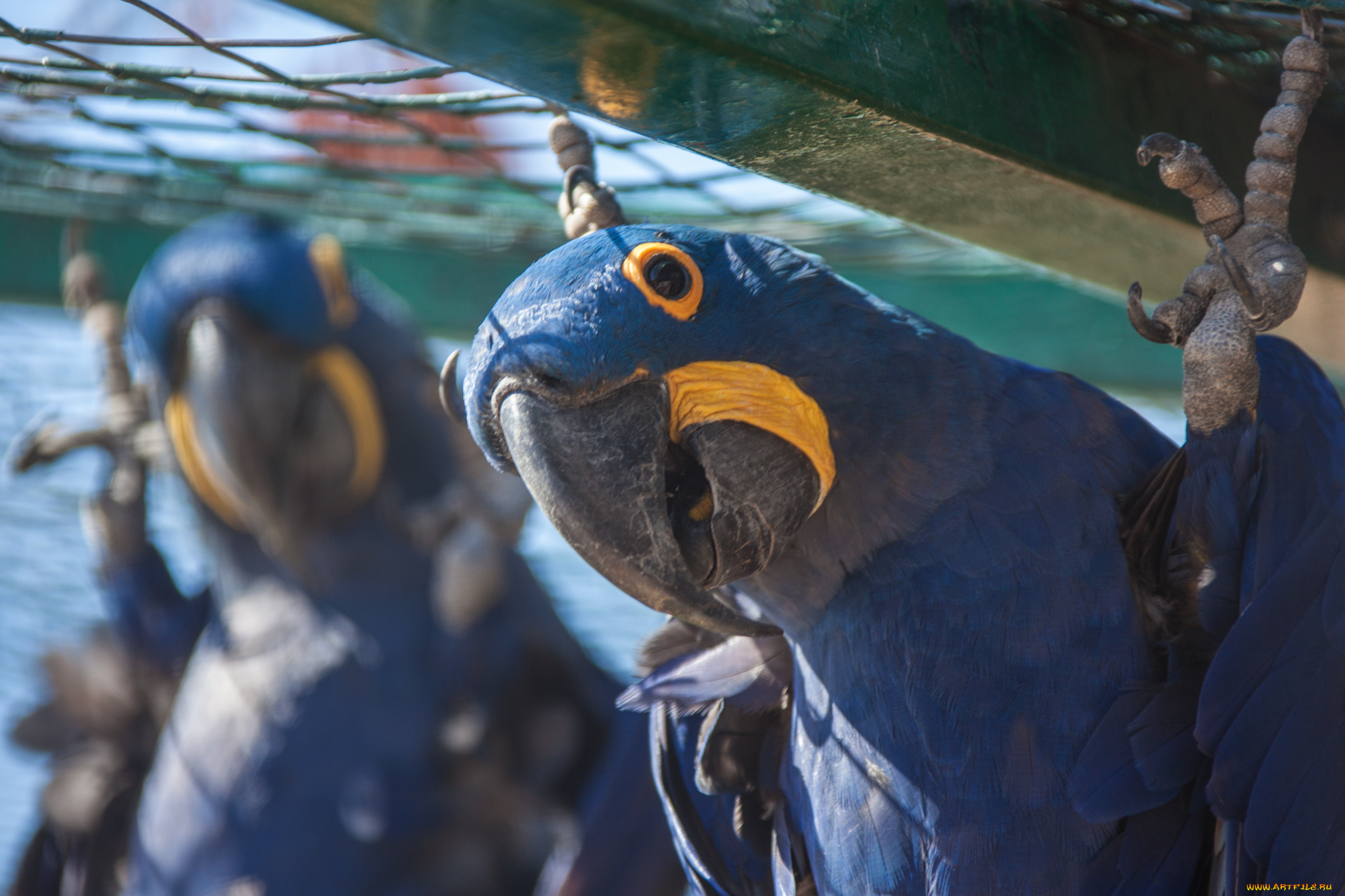 животные, попугаи, попугай, клювик, перья, окрас, птица