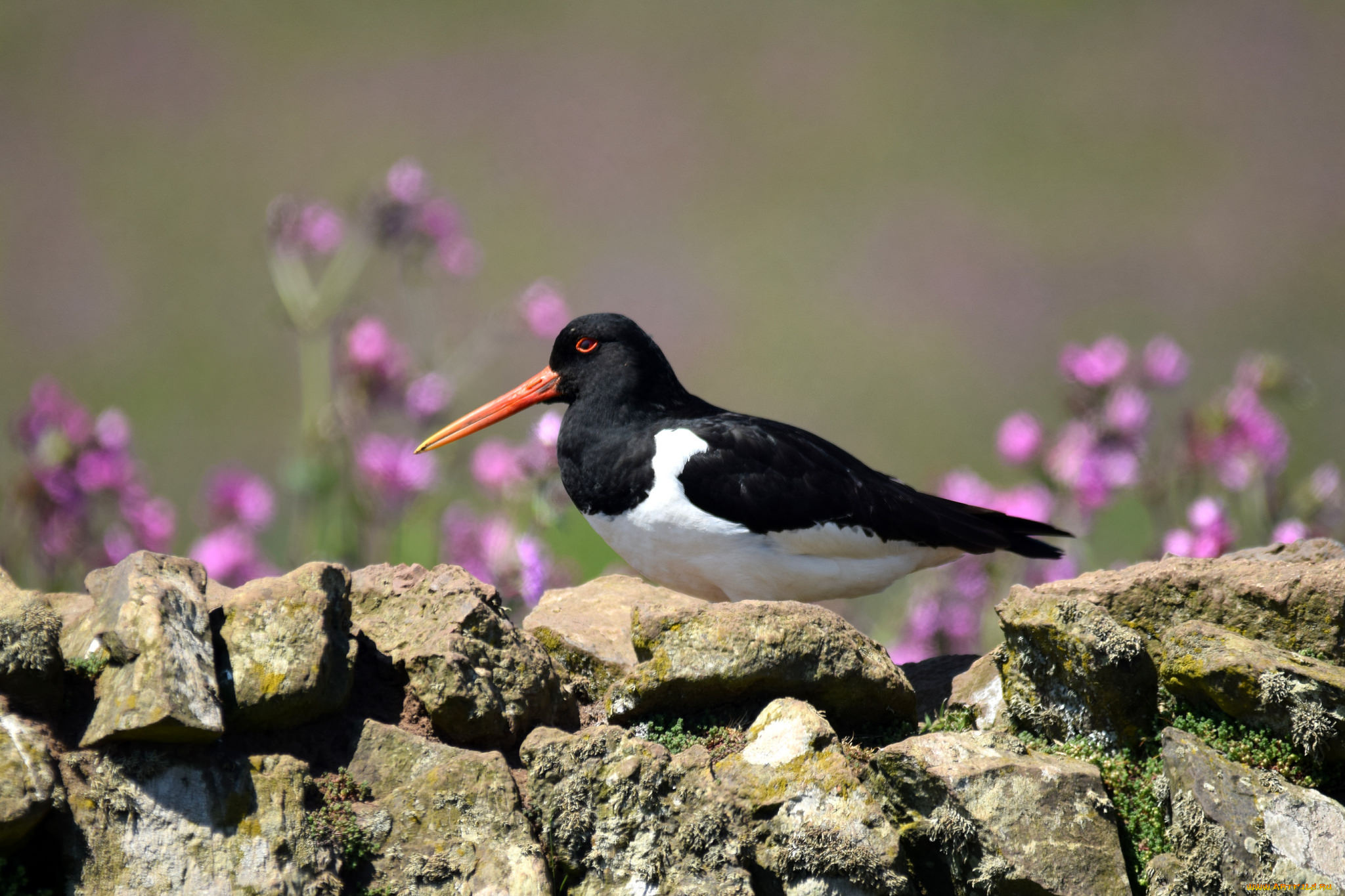 животные, птицы, перья, окрас, птица, клюв