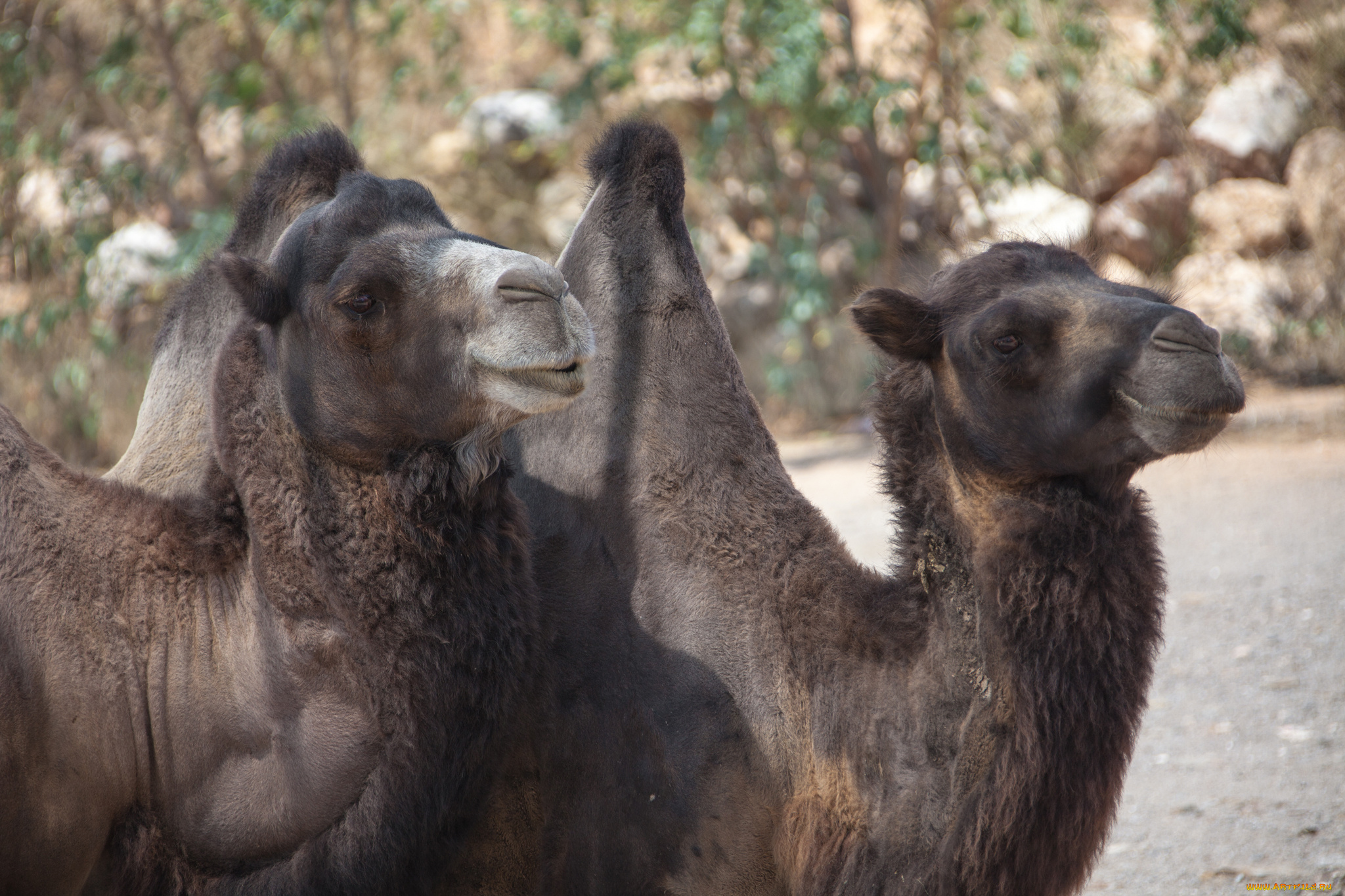 животные, верблюды, пара, верблюд