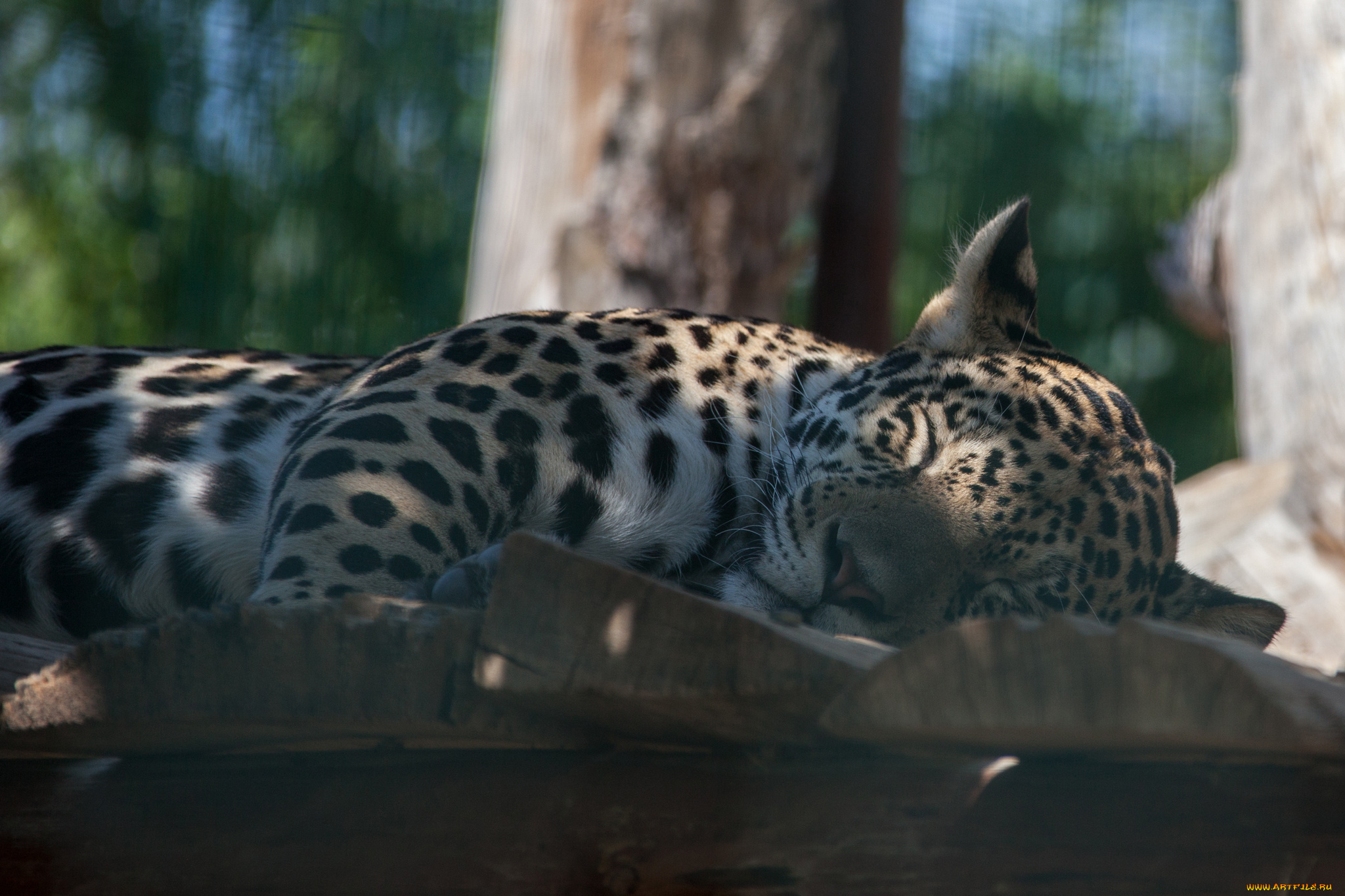 животные, Ягуары, взгляд, морда, кошка, ягуар