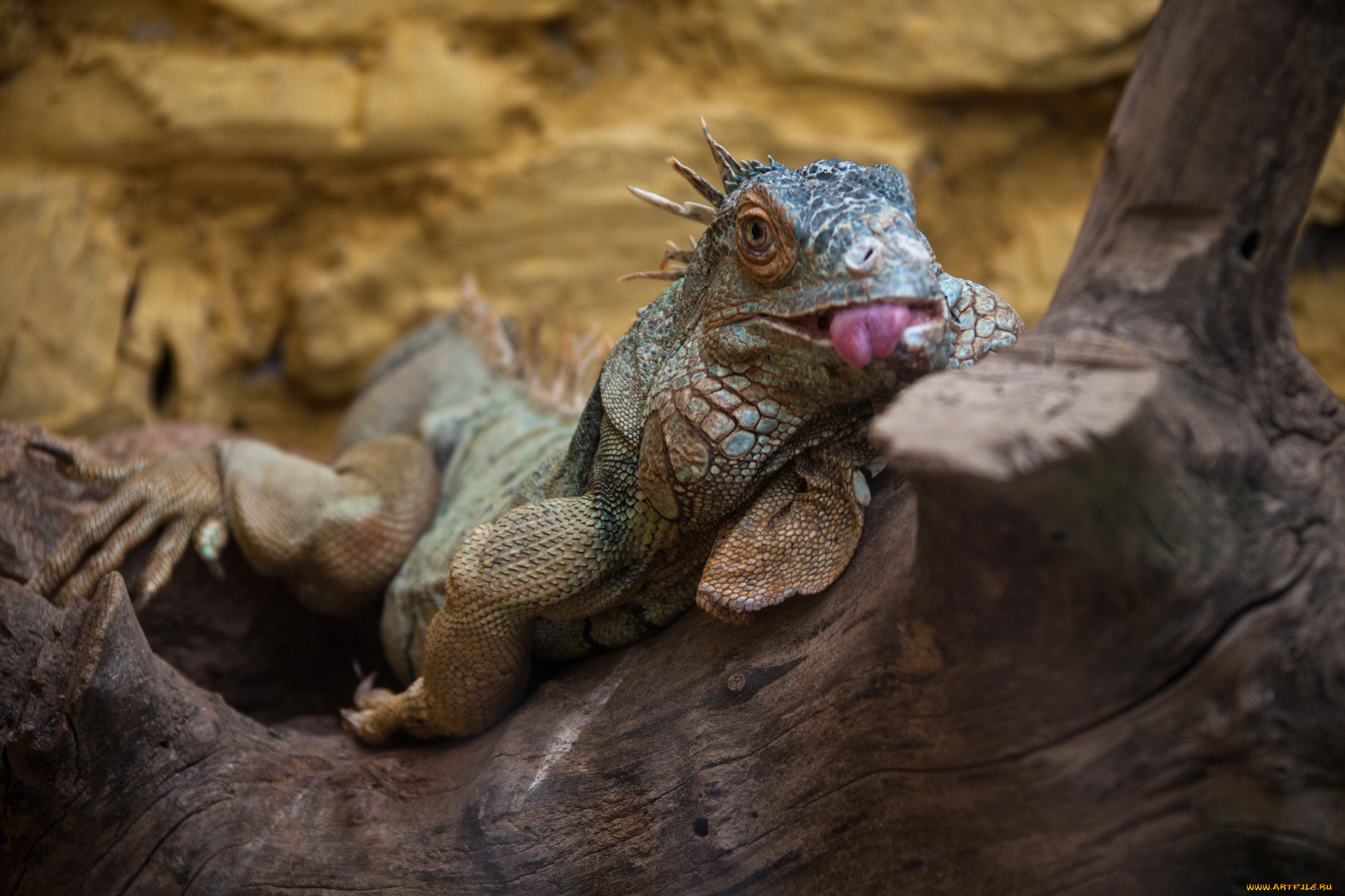 животные, Ящерицы, , игуаны, , вараны, ящерица, моська, язык