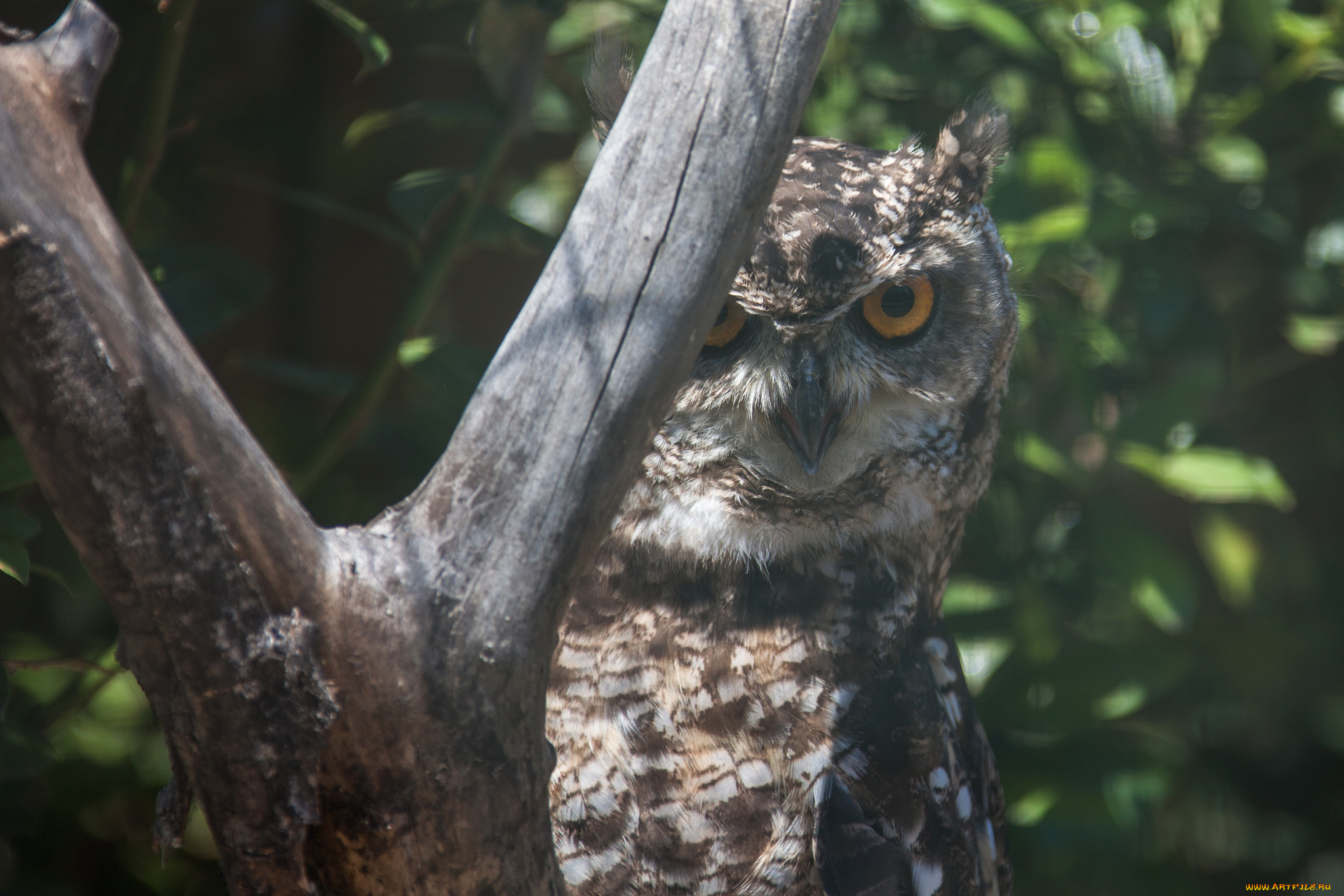 животные, совы, перья, сова, окрас