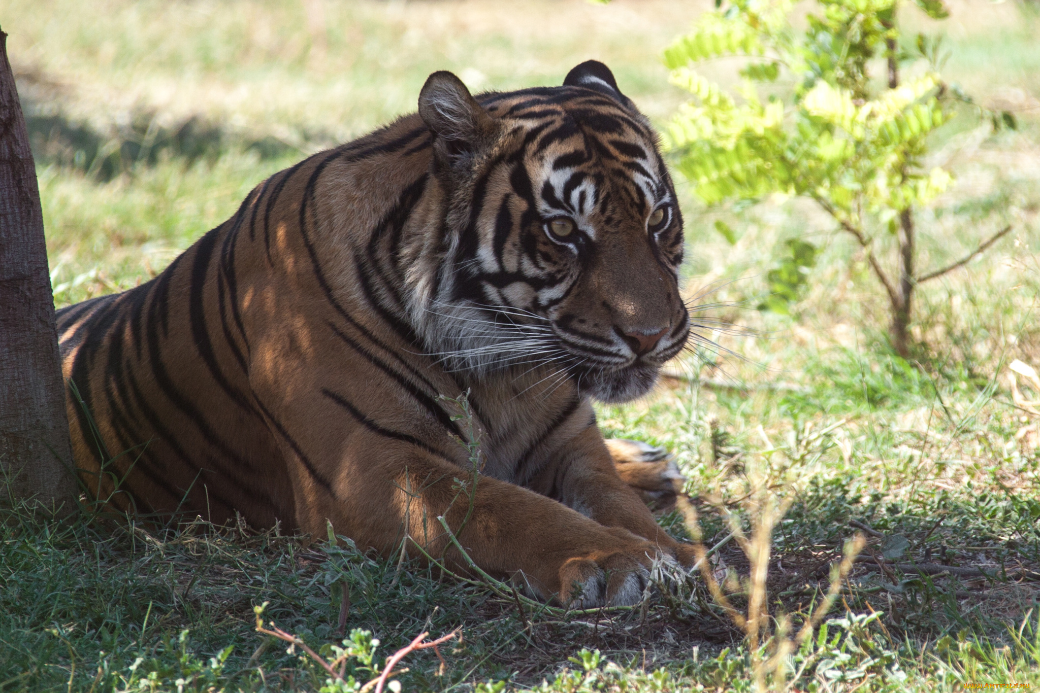 животные, тигры, отдых, камни, тигр, кошка, амурский