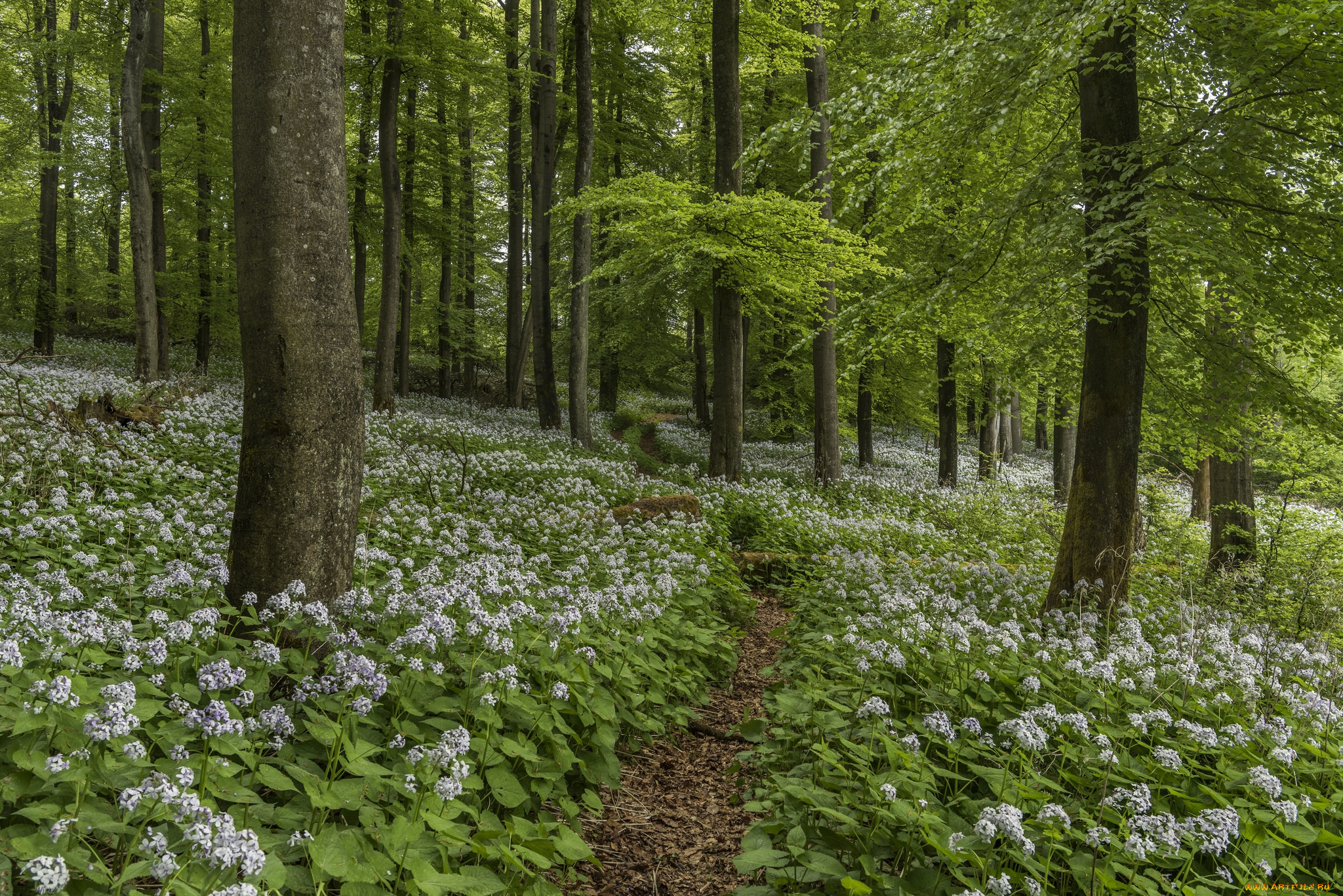 природа, дороги, тропика