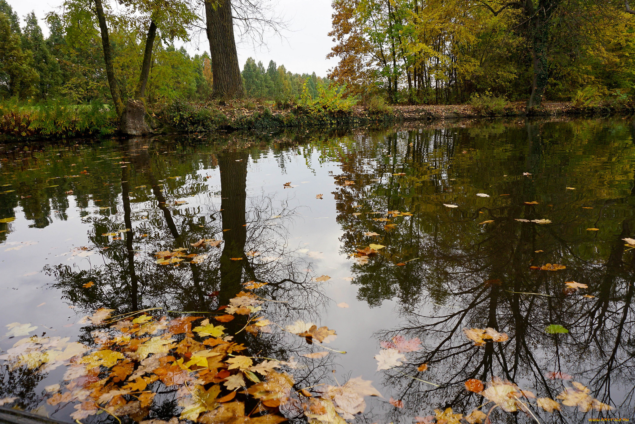 природа, реки, озера, река, лес