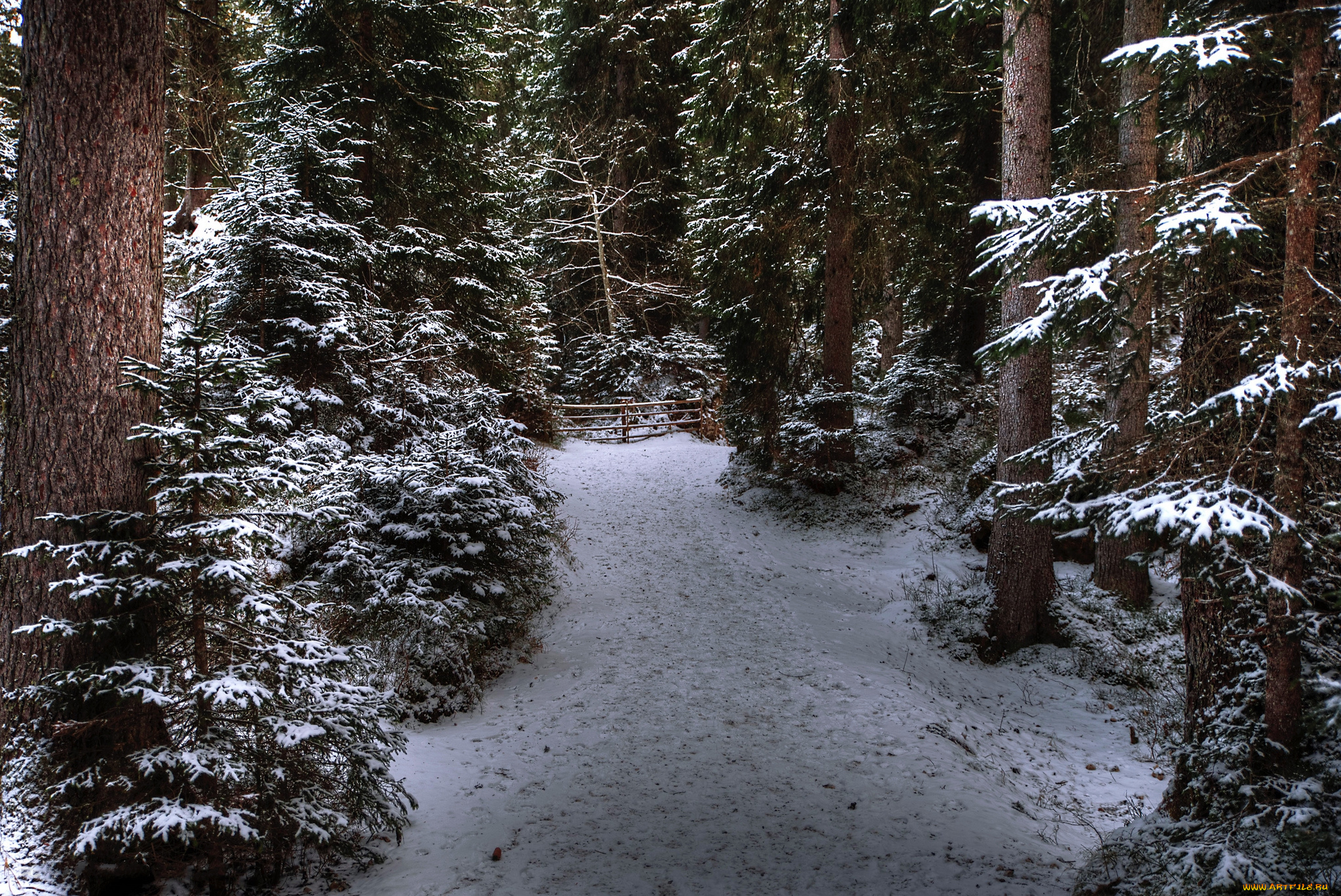 природа, лес, деревья