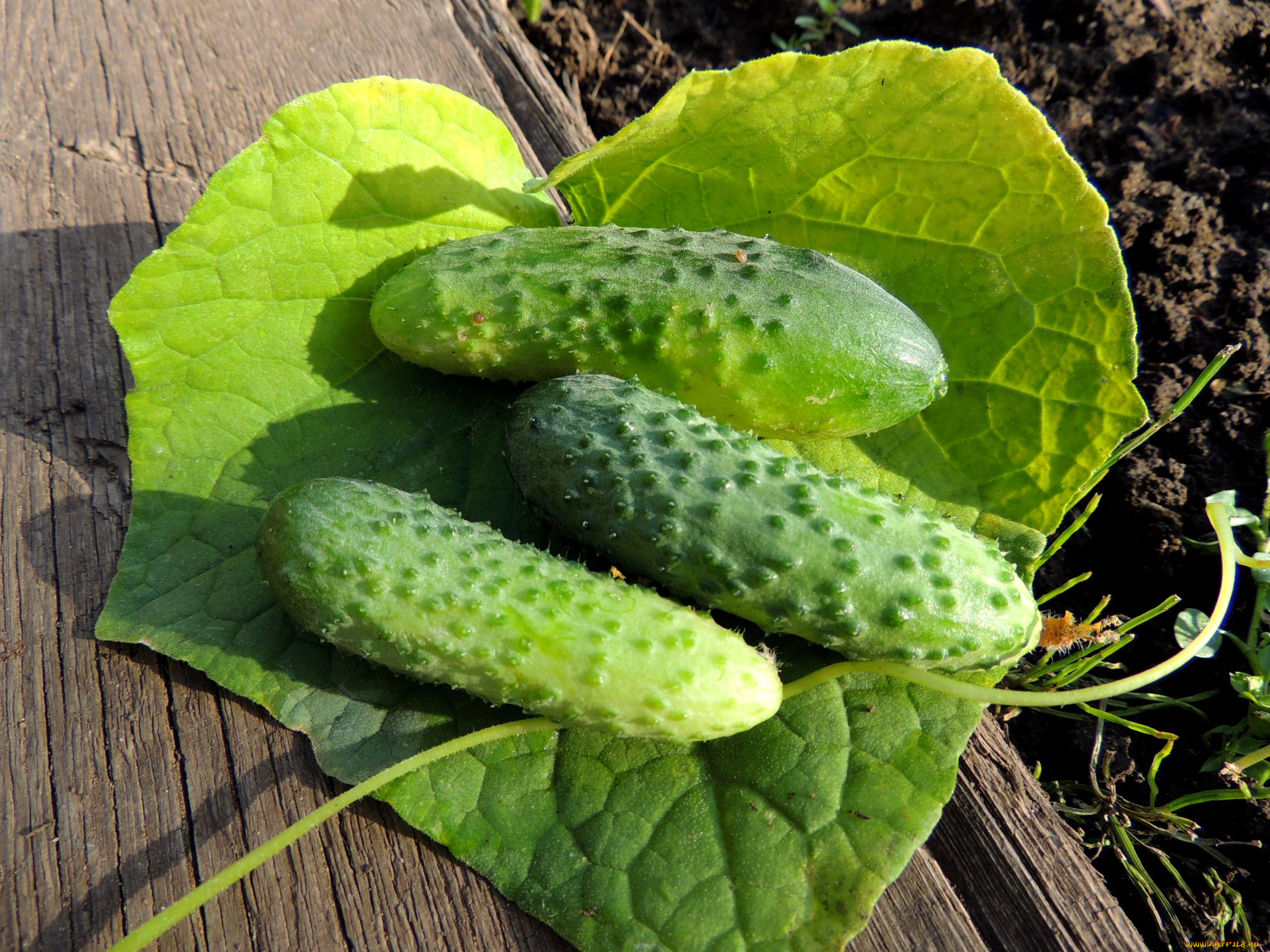 еда, огурцы, дача, красота, лето, натюрморт, овощи