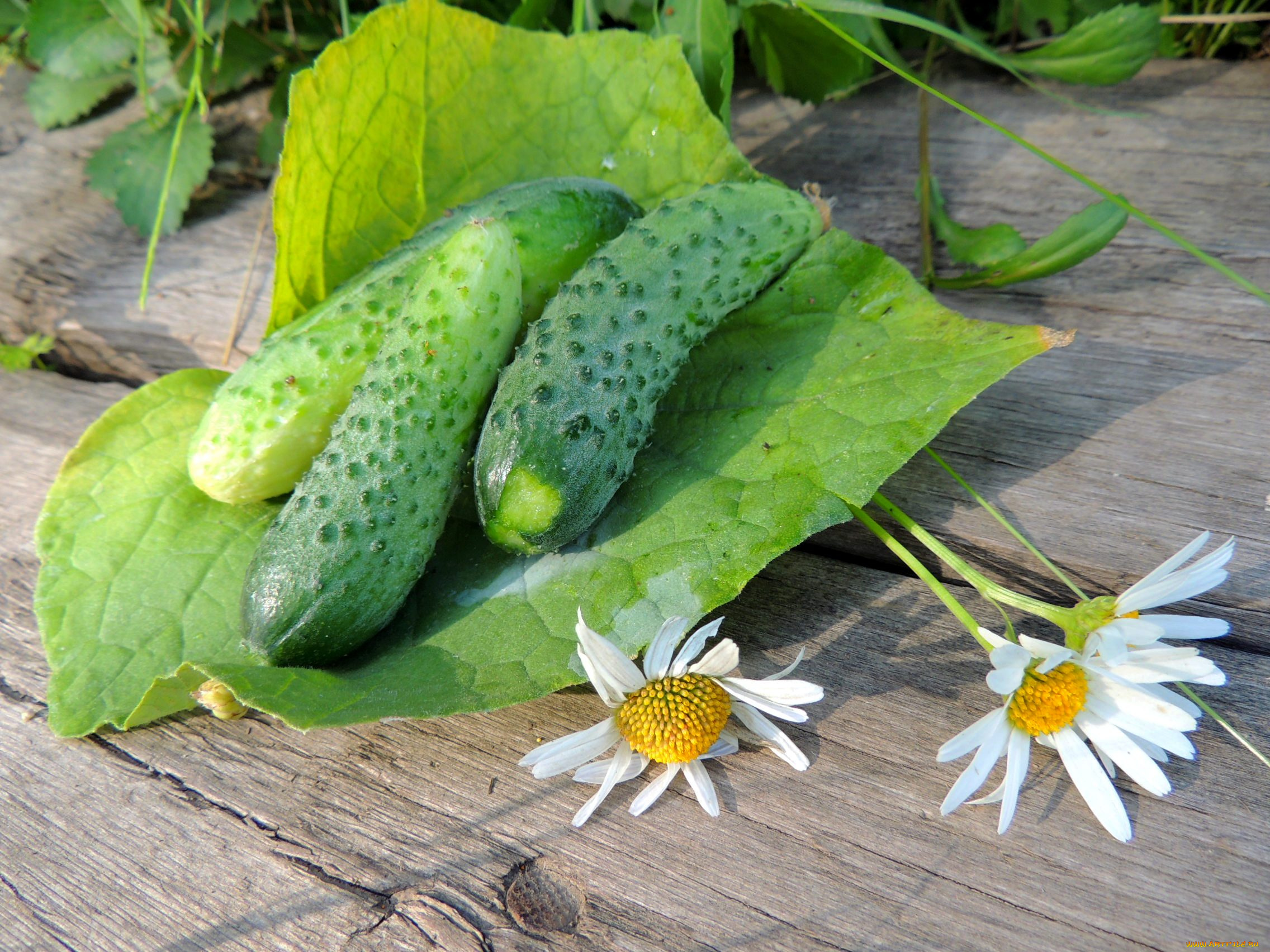 еда, огурцы, дача, красота, лето, натюрморт, овощи
