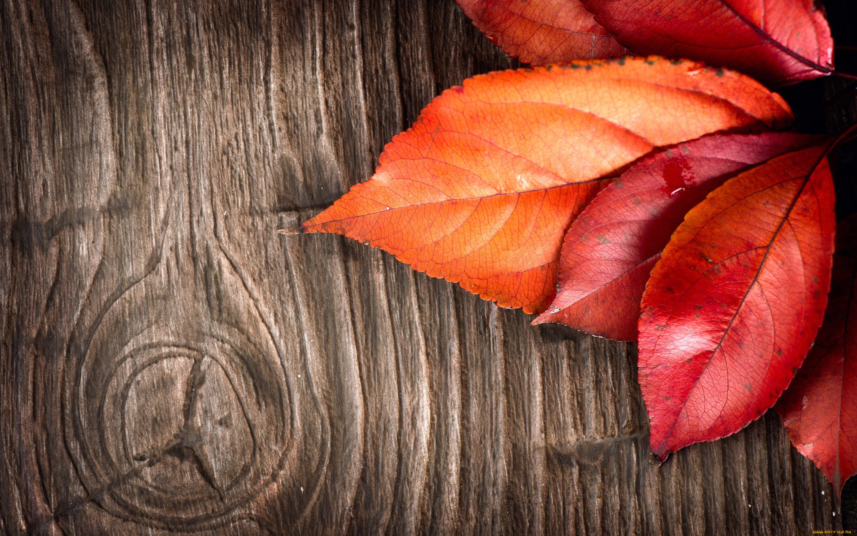 природа, листья, дерево, кора