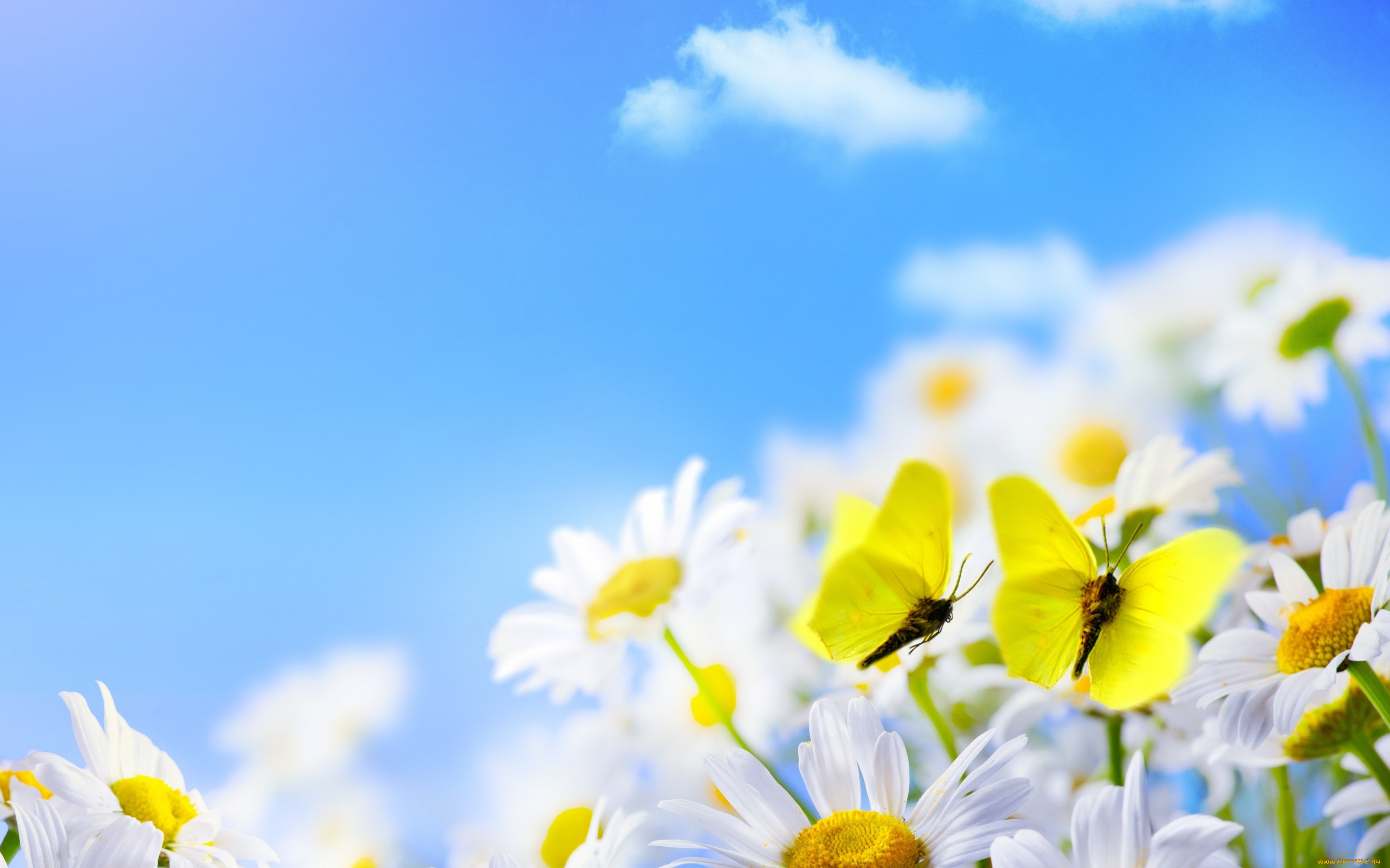 животные, бабочки, , мотыльки, , моли, облака, ромашки
