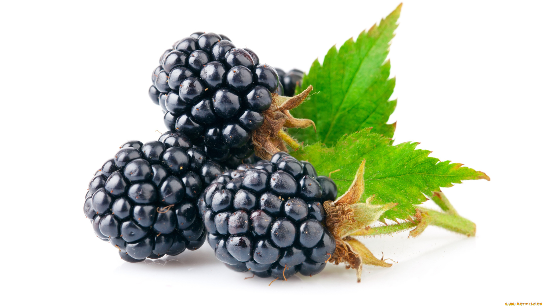 еда, ежевика, листья, крупный, план, ягода, белый, фон
