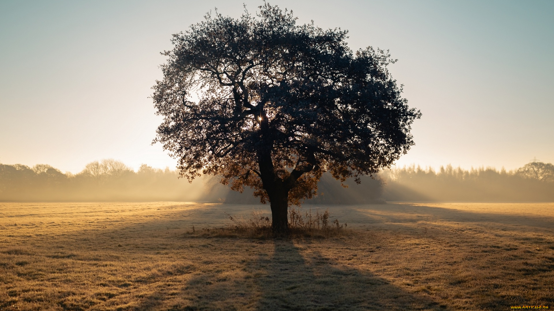 природа, деревья, поле, дерево, утро