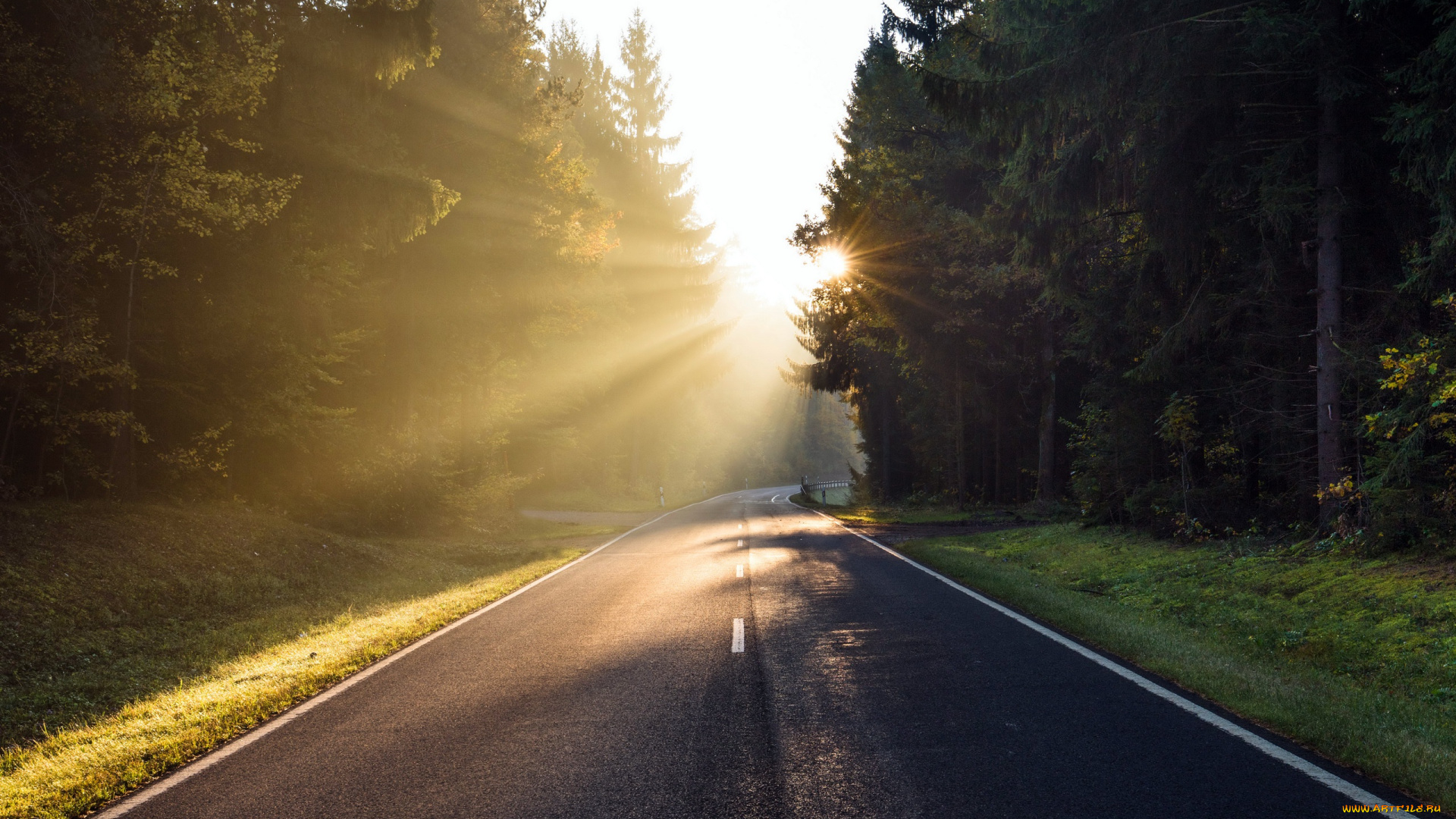 природа, дороги, дорога, лес, утро
